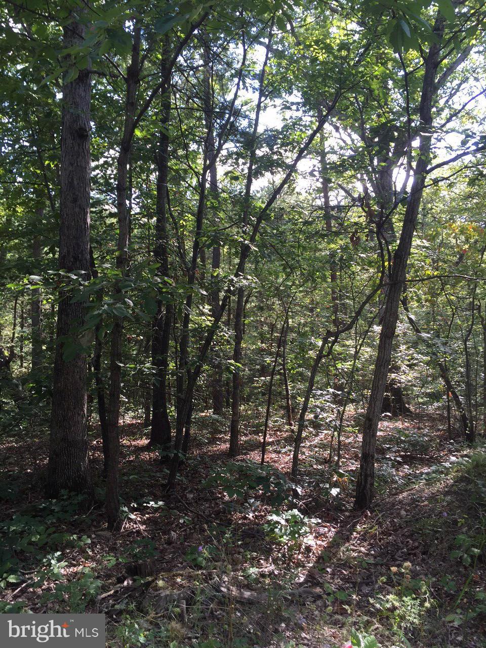 GLENWOOD FOREST - Land