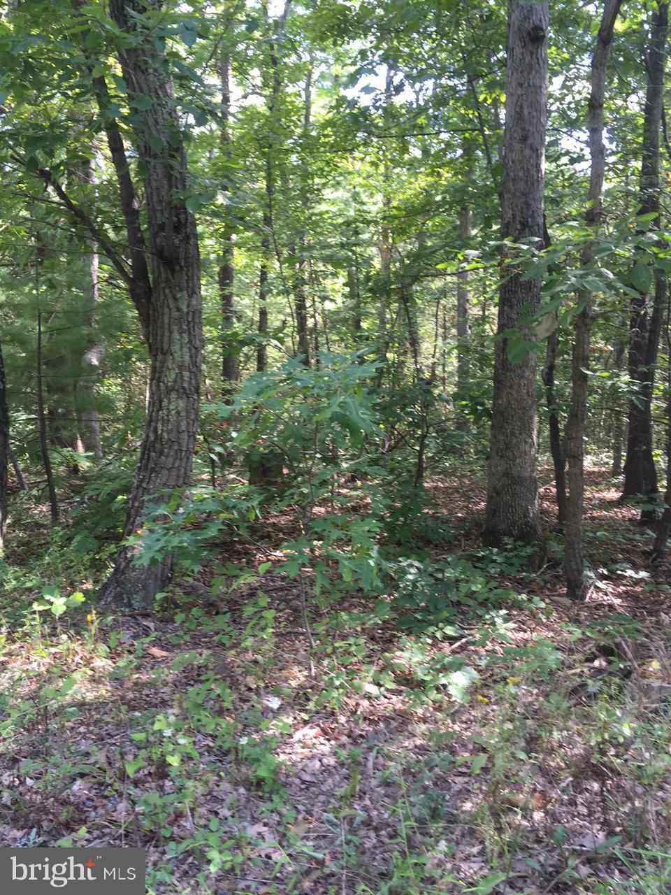 GLENWOOD FOREST - Land