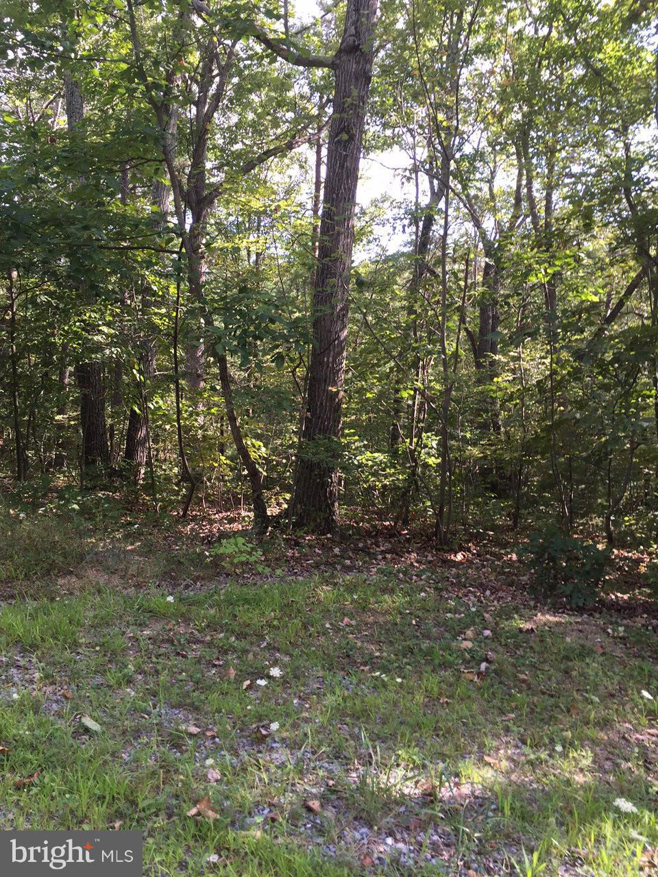 GLENWOOD FOREST - Land