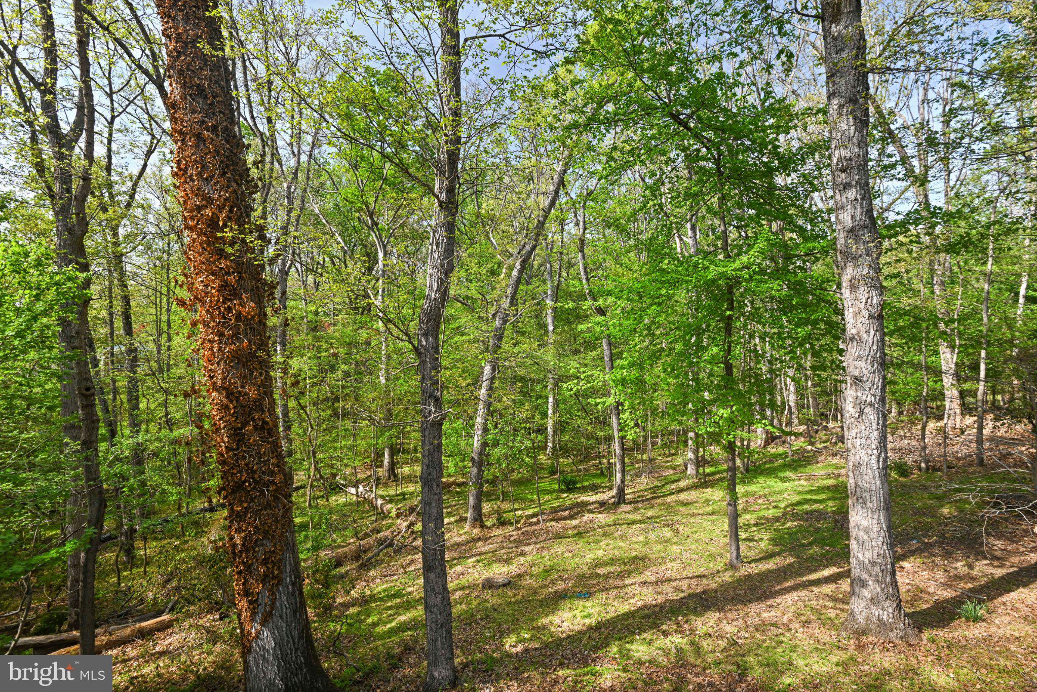 WOLF TRAP WOODS - Residential