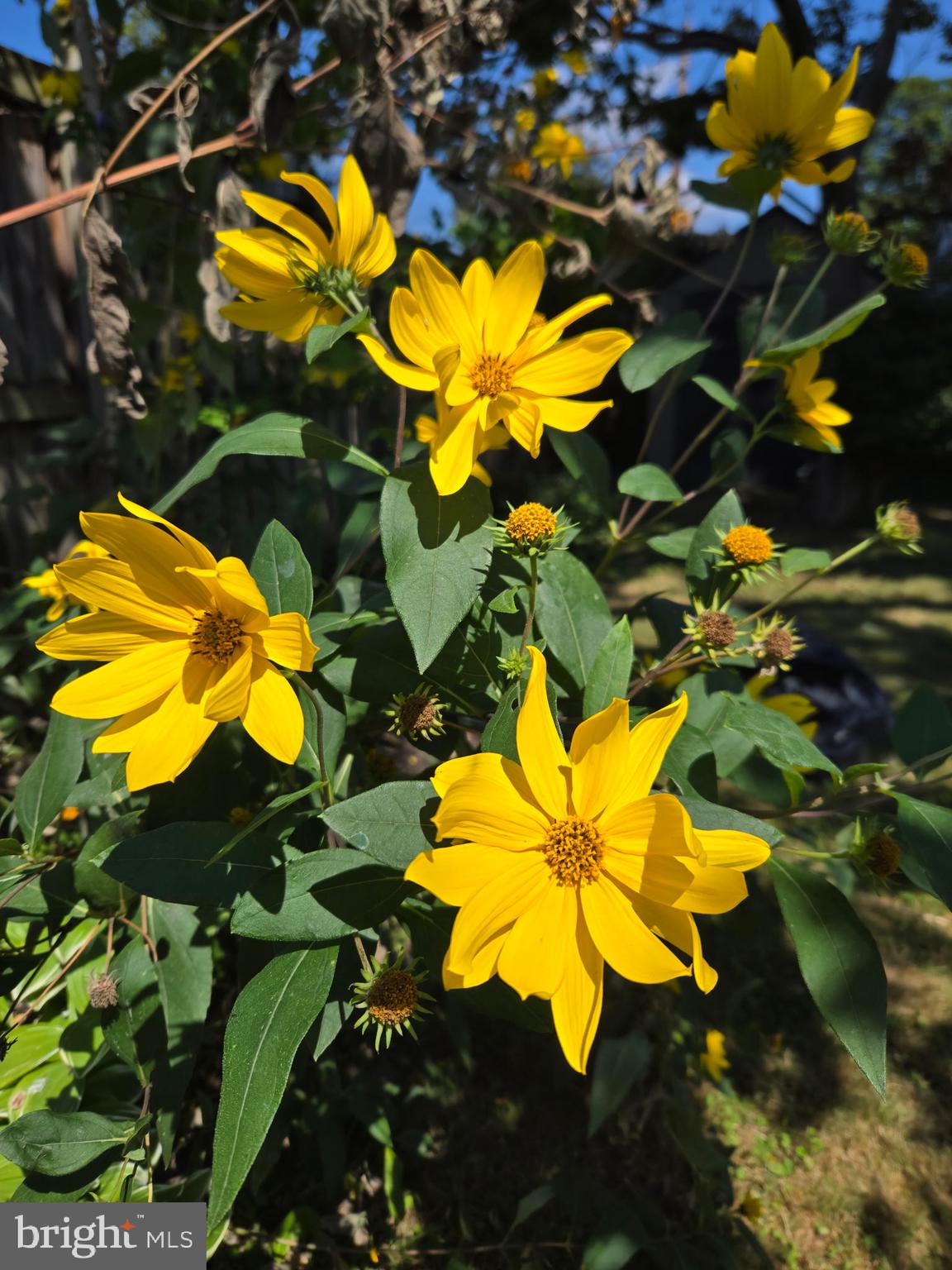 VILLA CRESTA - Residential