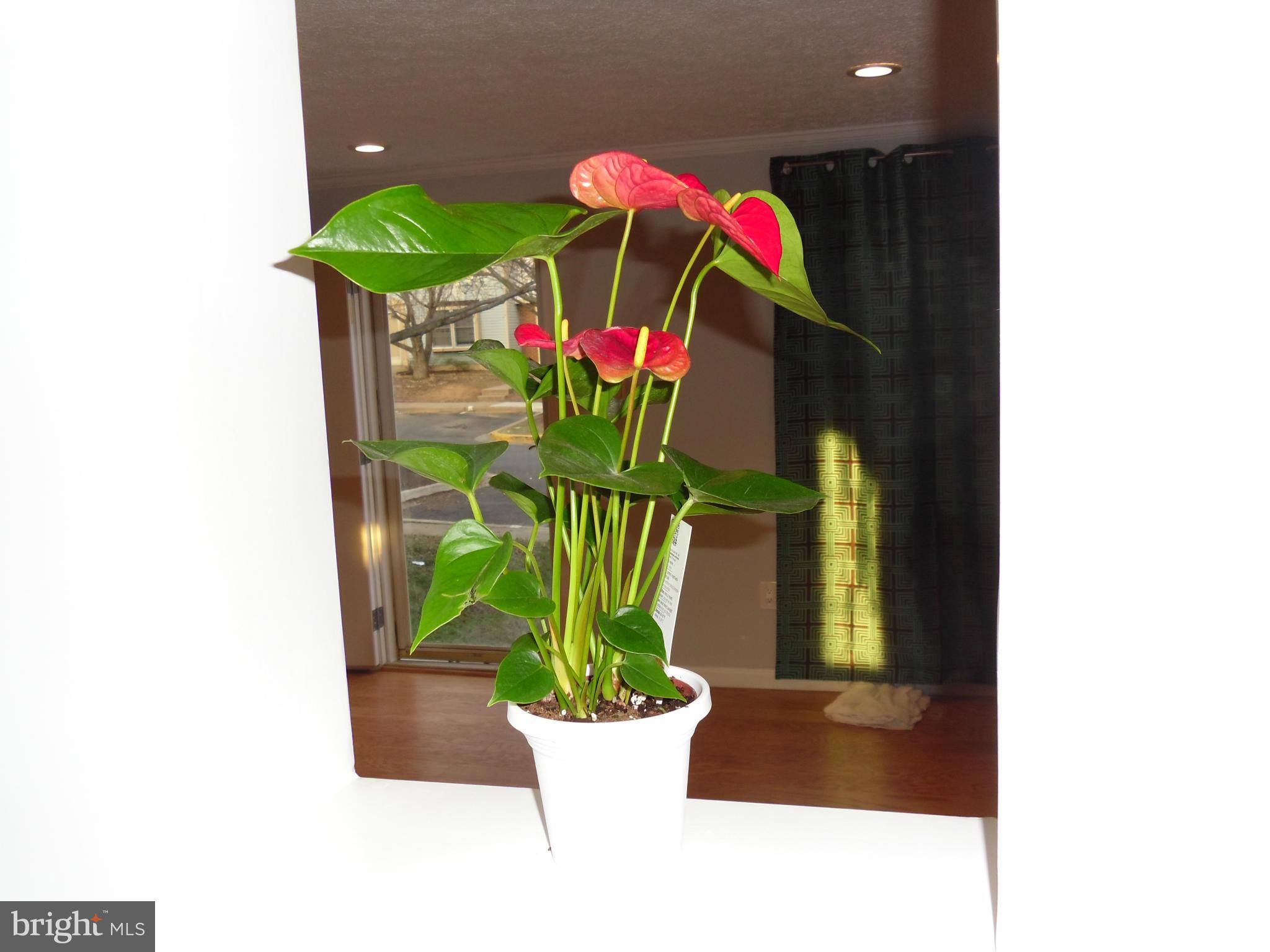 MEADOWVALE - Residential