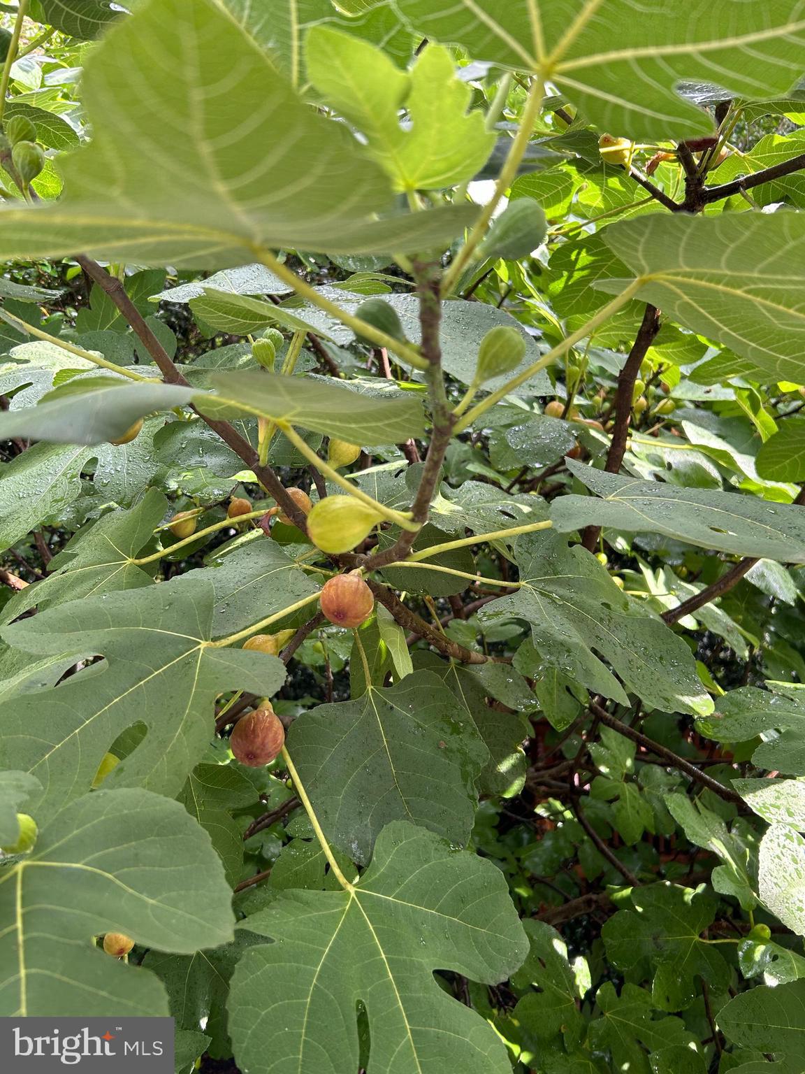 CHEVY CHASE VILLAGE - Residential