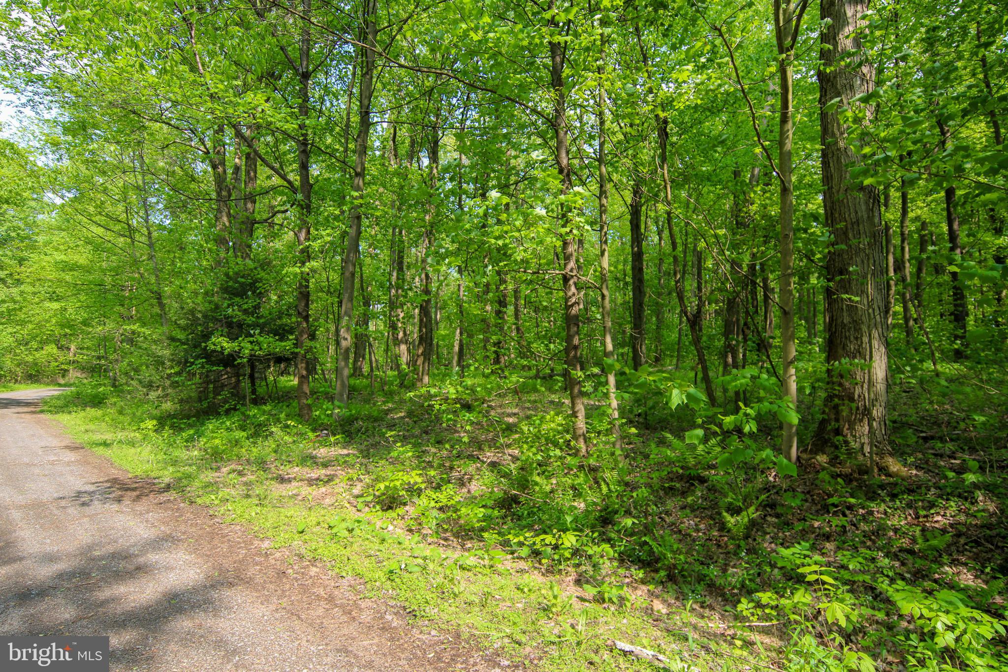 BEAR CREEK FOREST - Land