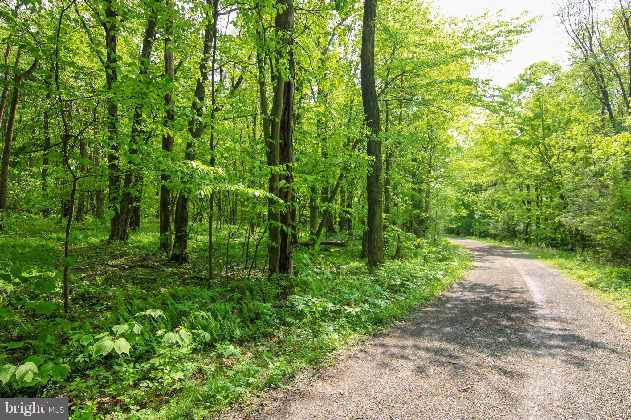 BEAR CREEK FOREST - Land