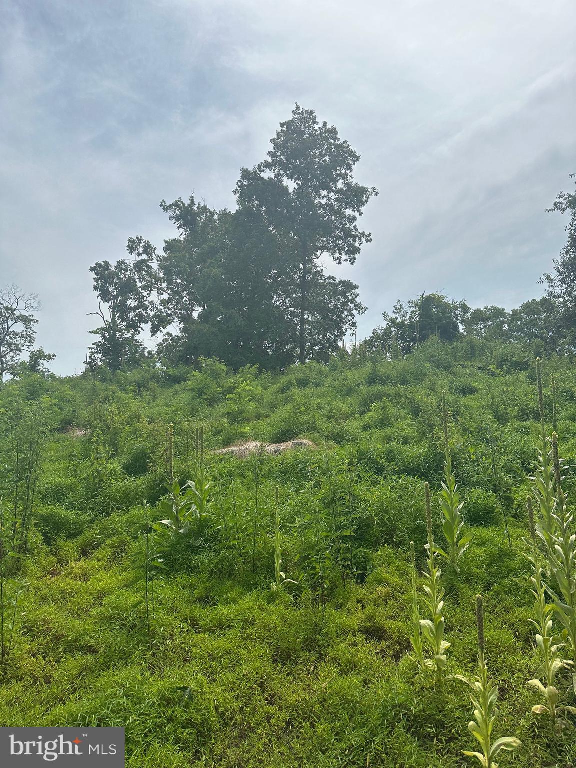 POTOMAC VALLEY VISTA - Land