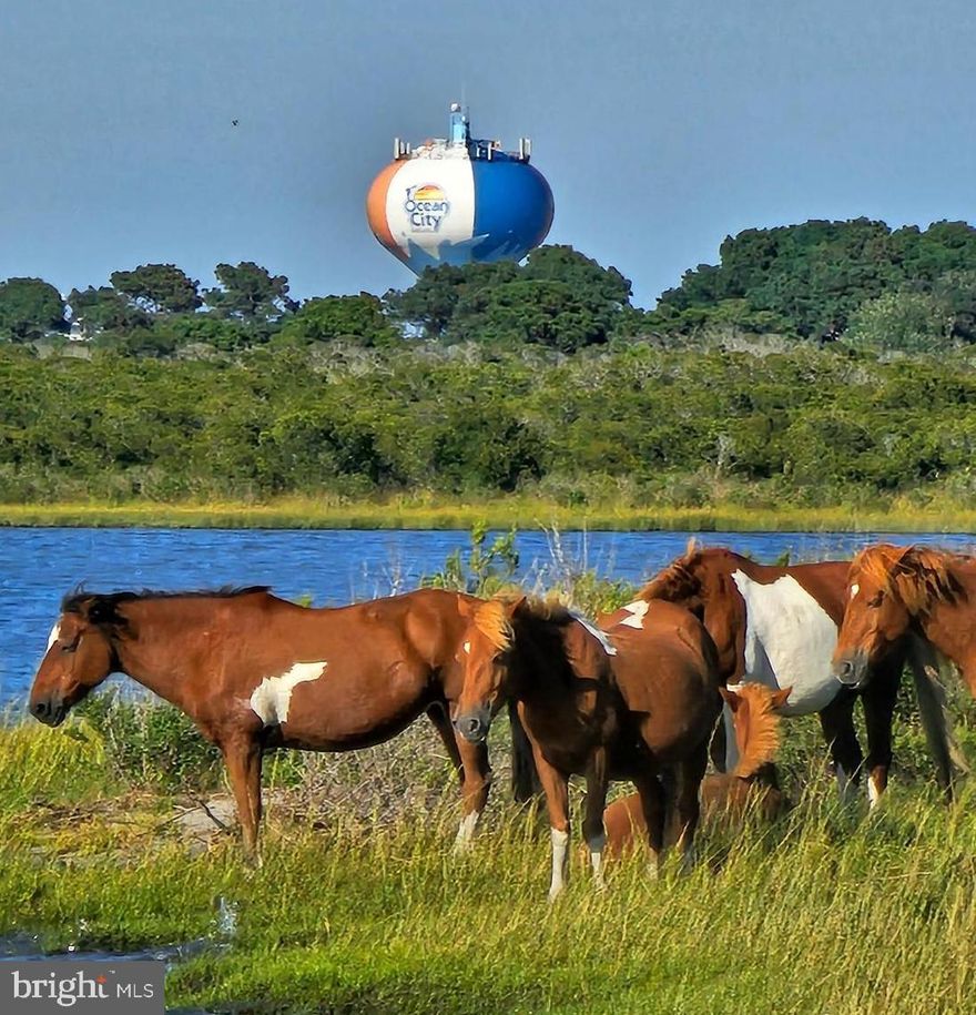 Lot #1 Available for sale. Beech Tree Place is a 9 lot subdivison situated in a highly sought-after area, offering easy access to local amenities and attractions. Enjoy the proximity to Assateague Island National Seashore and the beautiful Beaches of Ocean City Md. Lots offer Public Water and Sewer, High Speed Internet,  Underground Utilities, County Maintained Road, NO HOA and NO city taxes.  Park your Boat or RV  at your house. These Lots are ready to be built on!!