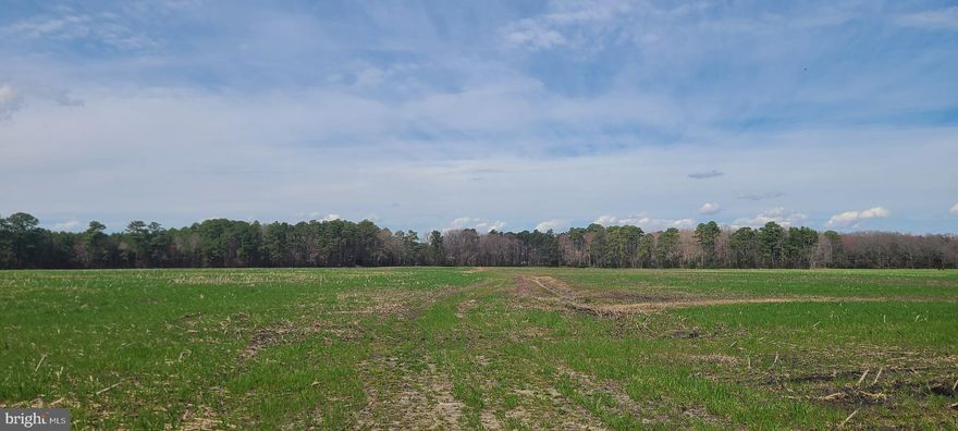 Presenting a remarkable opportunity to own a vast 45-acre tract of agricultural land in the heart of Worcester County, MD. This expansive parcel, historically dedicated to farming, promises a wealth of potential for the discerning buyer. Situated within a 15-mile radius of the pristine MD and DE beaches, the location offers a blend of serene rural charm and convenient access to coastal leisure.

The property is strategically positioned at the rear end of the land, adjacent to a bustling highway, ensuring visibility and ease of access through a verbal easement. While the easement is currently not recorded, this detail underscores the importance of conducting thorough due diligence to fully understand the nuances of access rights.

Embrace the possibilities that this agricultural haven presents, whether continuing its legacy of farming or exploring new ventures on this sizable plot. This is an invitation to invest in a piece of Worcester County's rich agricultural heritage and to capitalize on its future potential.