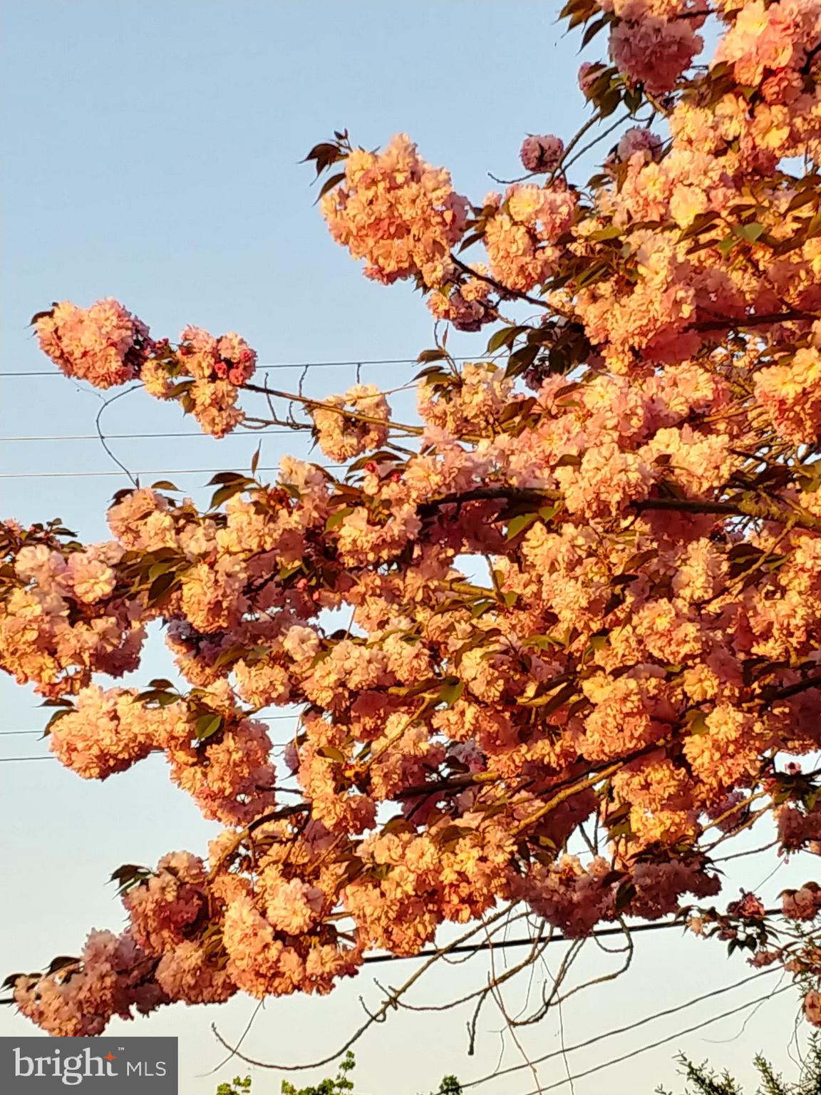 IDLEWILD AT BELAIR - Residential