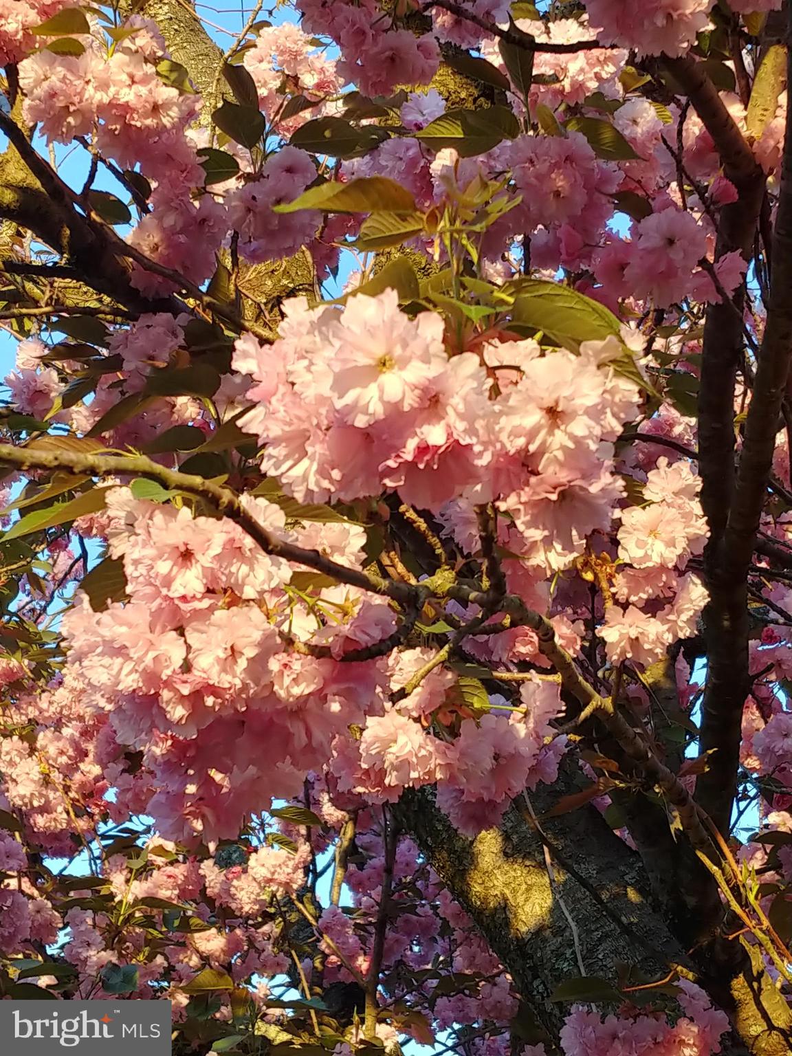 IDLEWILD AT BELAIR - Residential