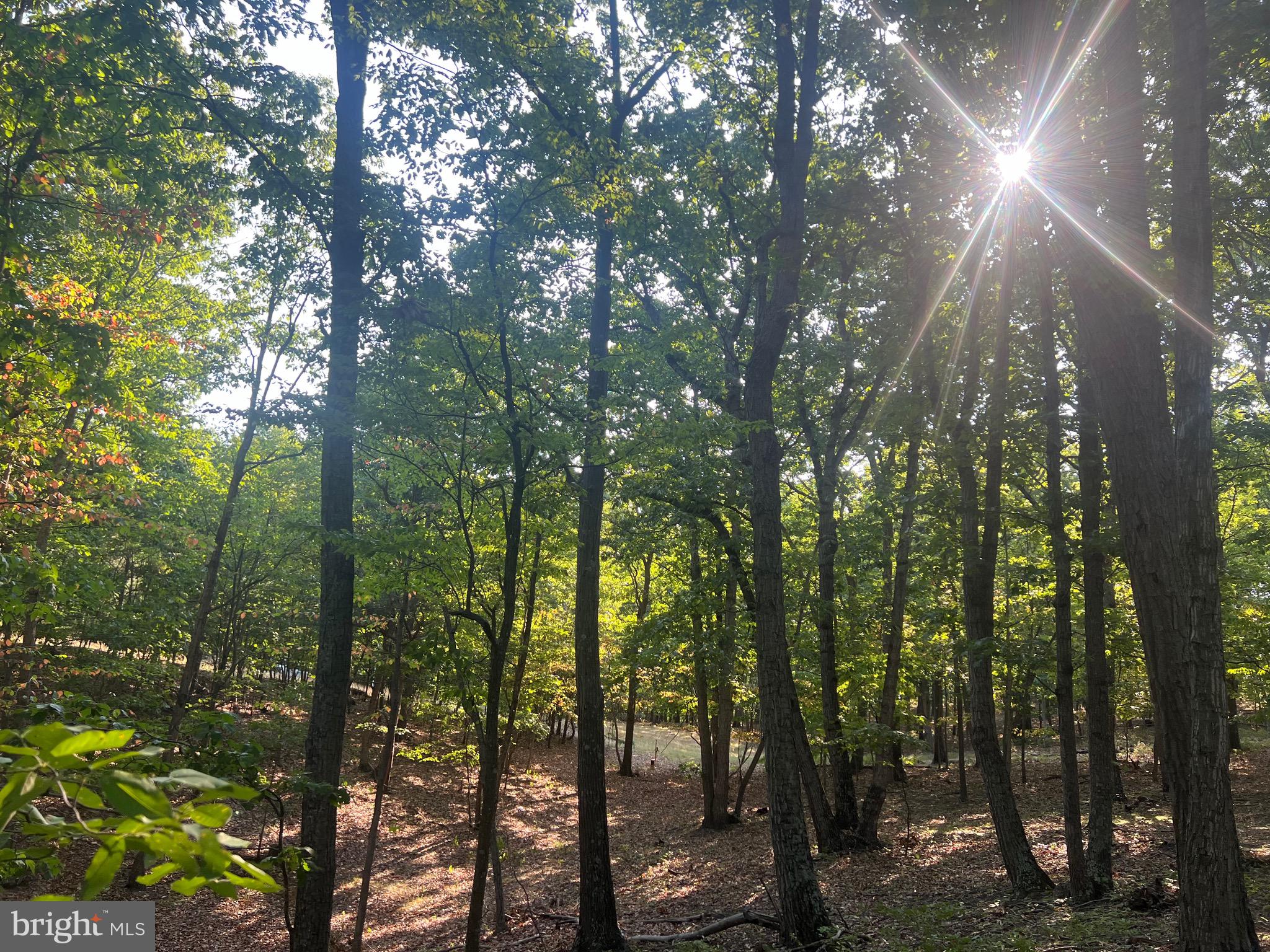 Follow the "Yellow Brick Road" to this beautiful slice of Wild & Wonderful WV! With just under 20 acres, this one has it all. The privacy you're looking for but not too far off the beaten path. Easy access to electric to create your perfect building site. Well available on the property.