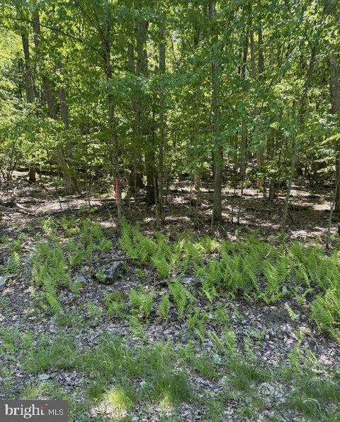 PAPER BIRCH N