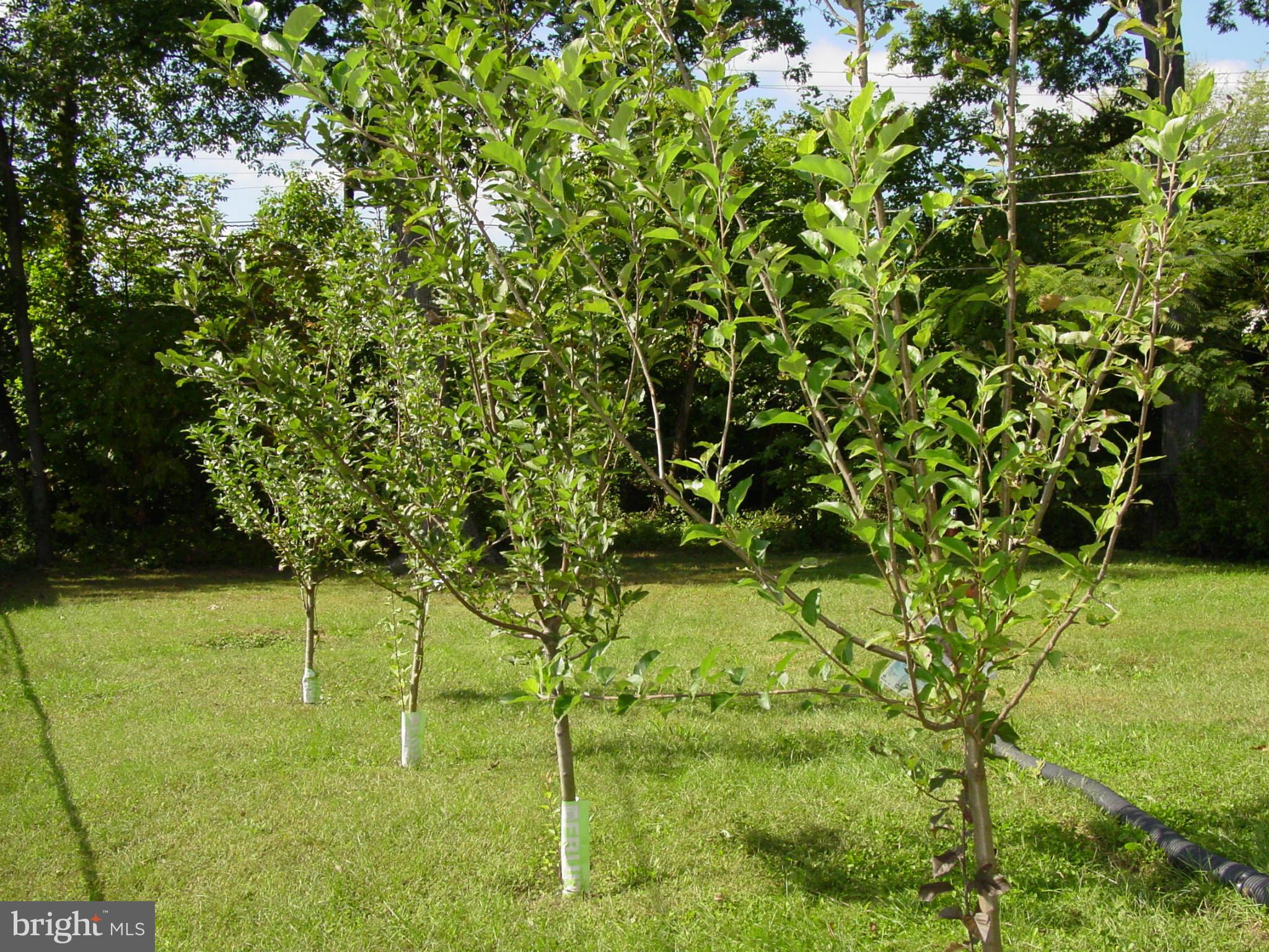 HILLENDALE PARK - Residential