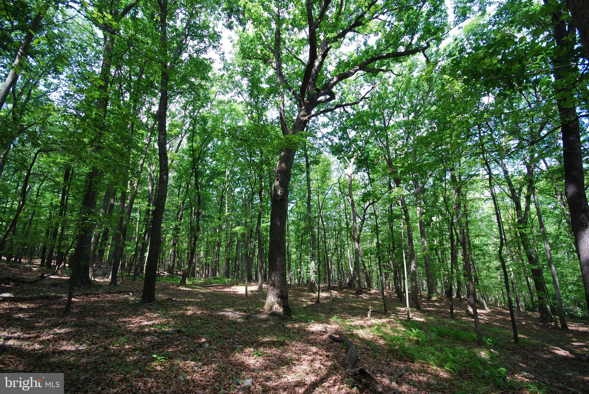 Lot 67 MILL MOUNTAIN ROAD