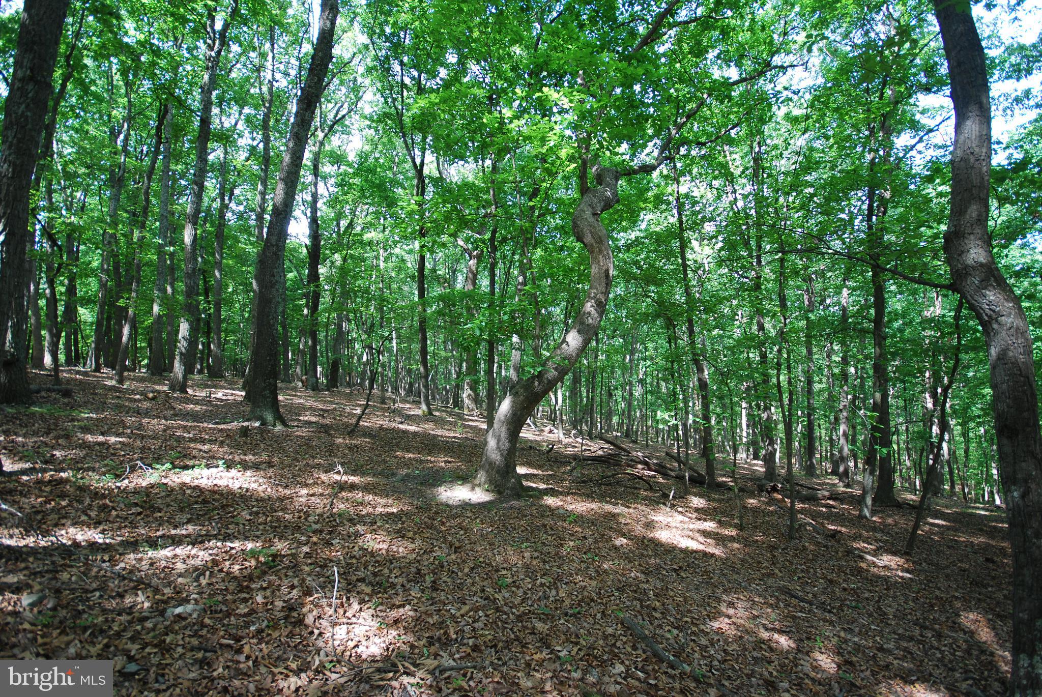 Lot 67 MILL MOUNTAIN ROAD