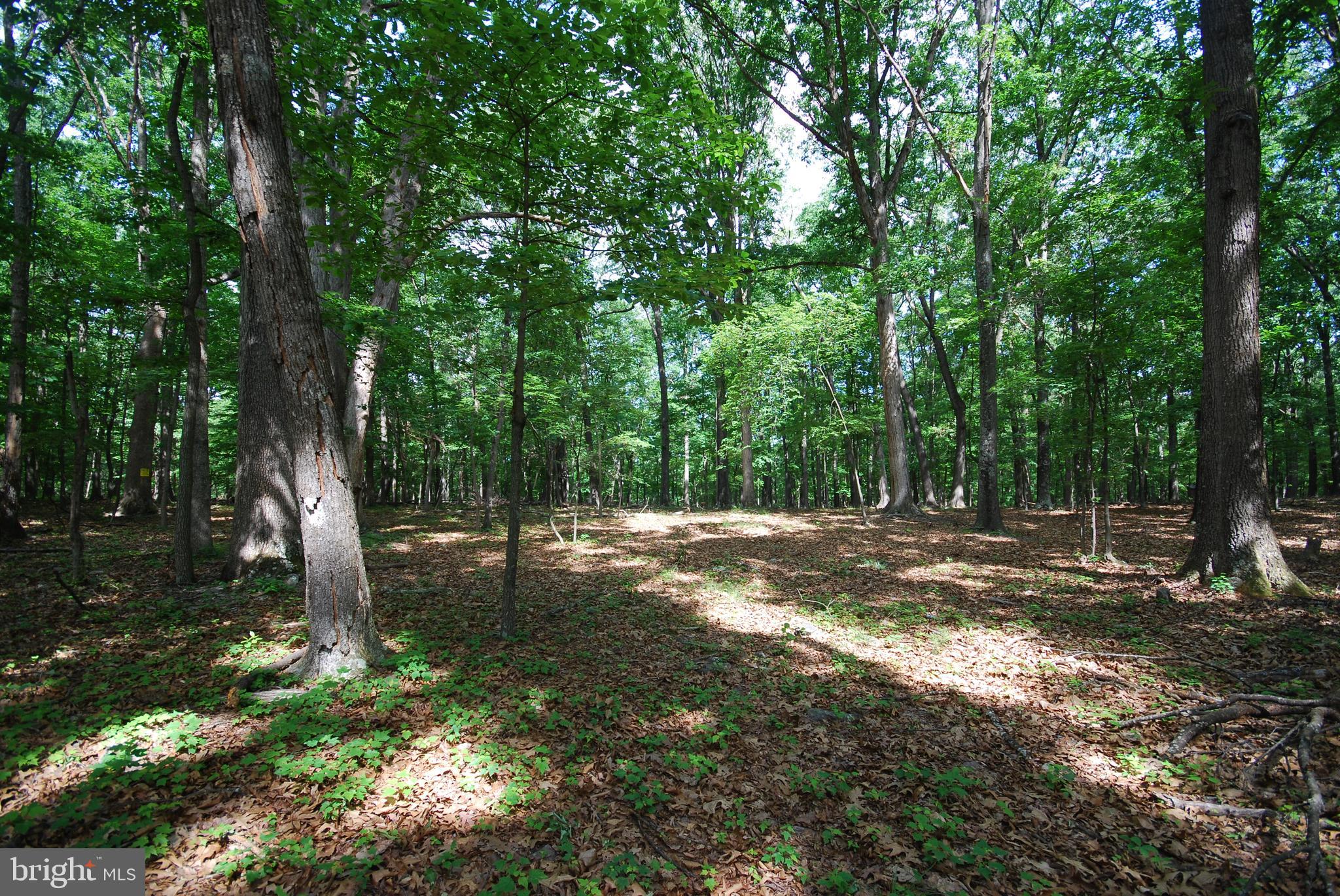Lot 67 MILL MOUNTAIN ROAD