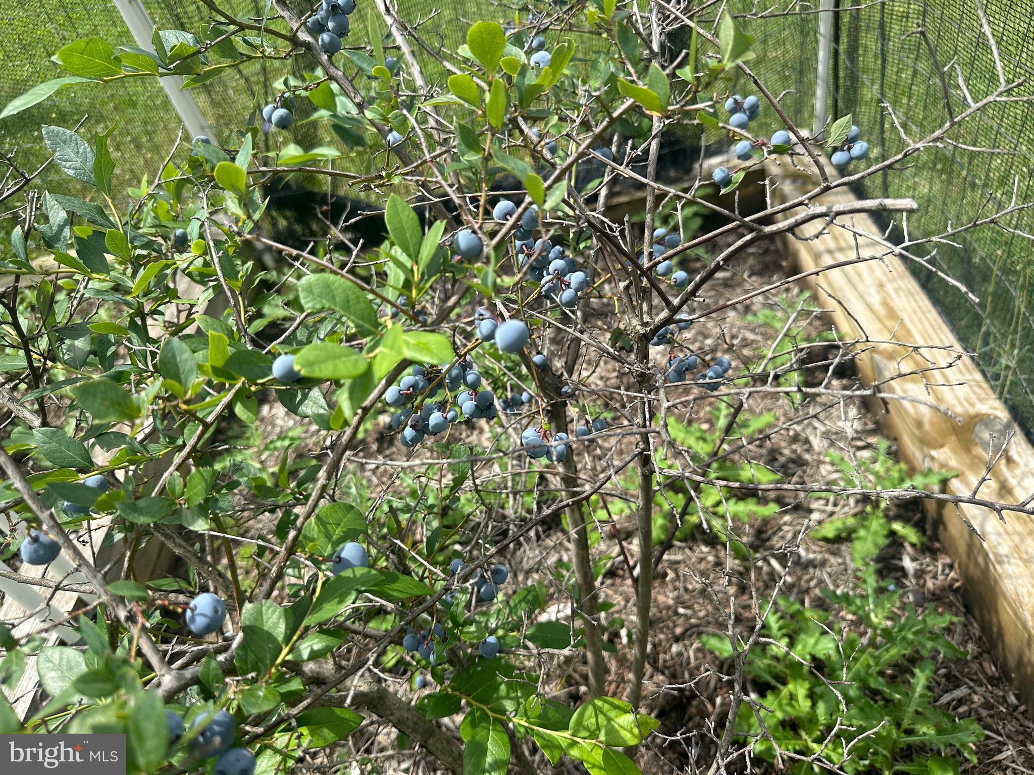 ASHTON WOODS - Residential