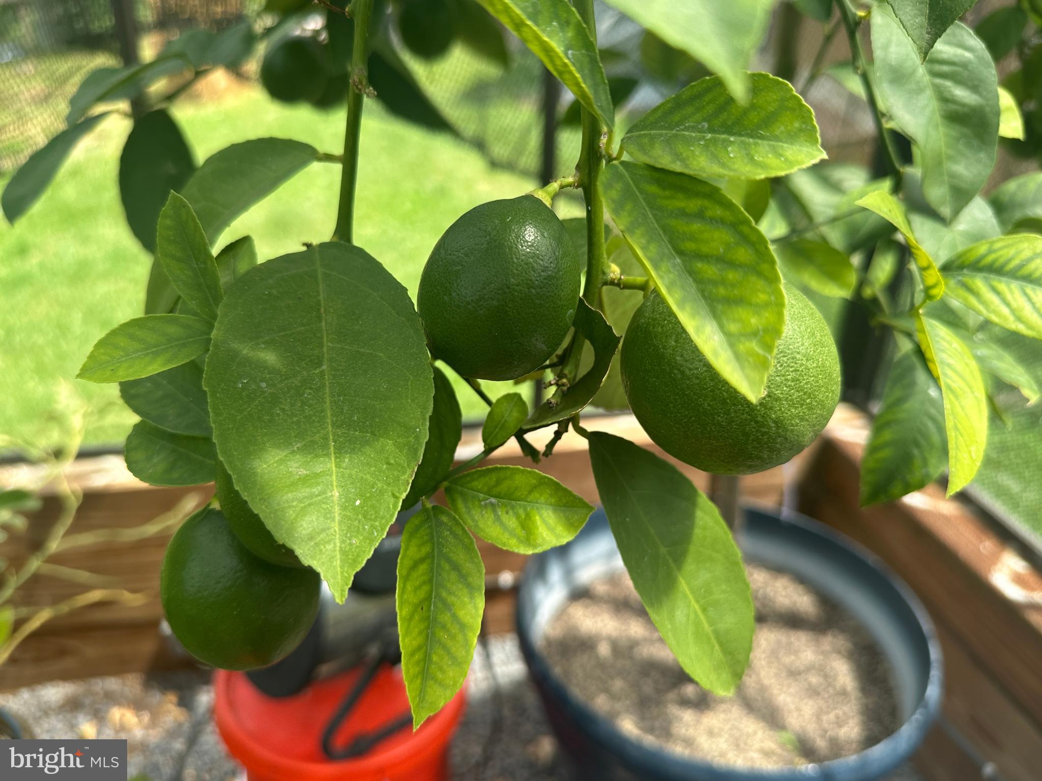 ASHTON WOODS - Residential