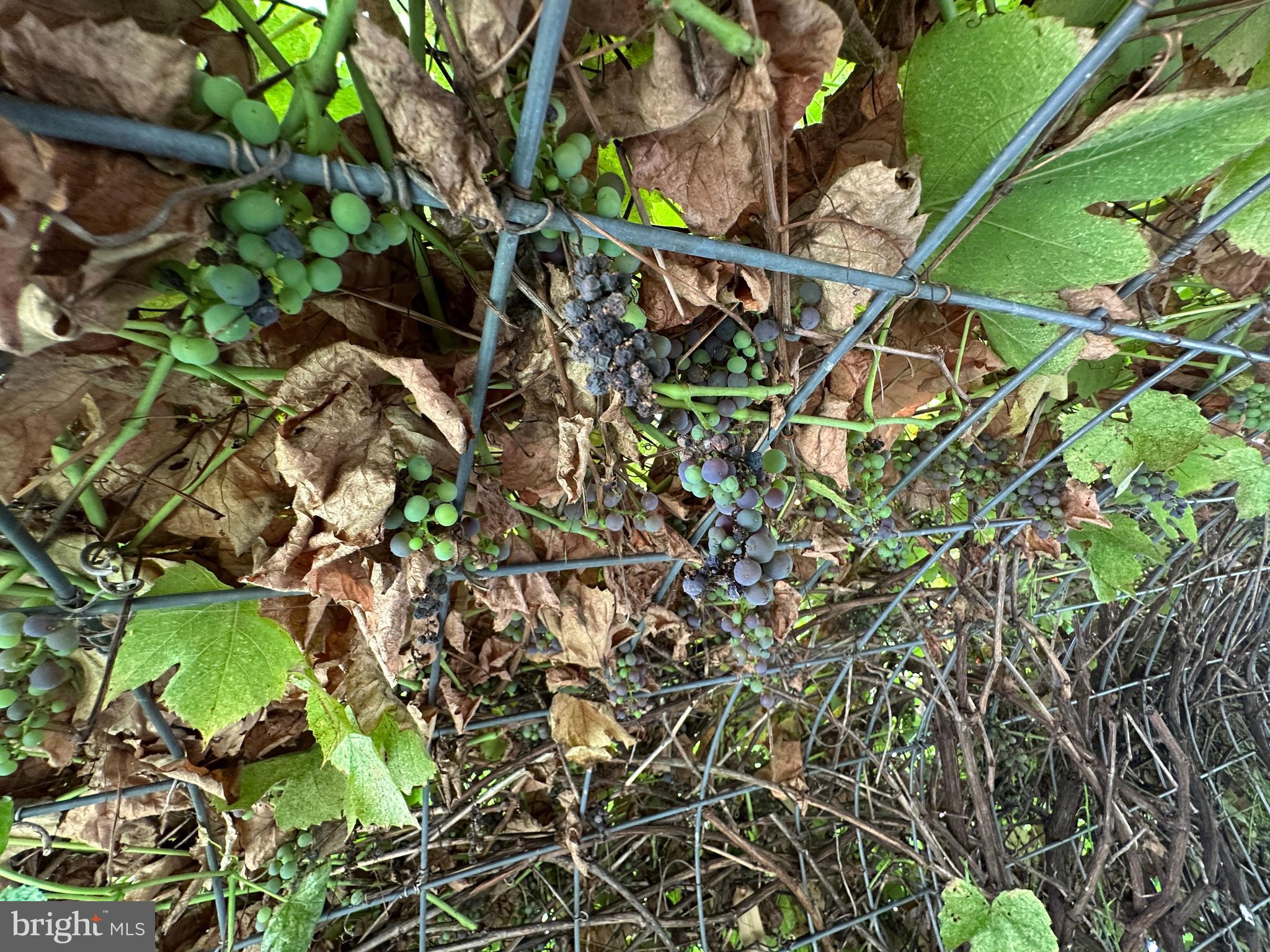 ASHTON WOODS - Residential