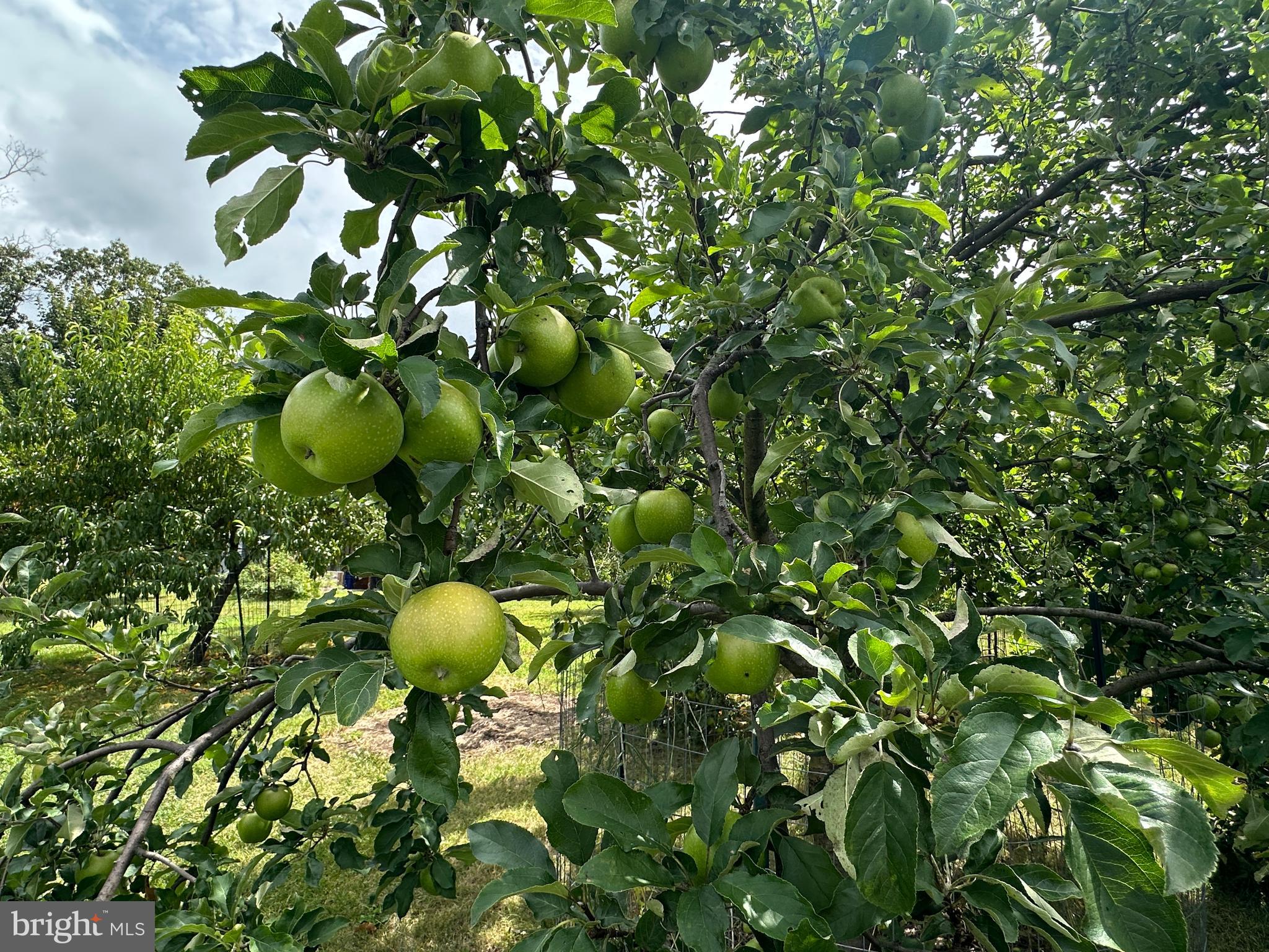 ASHTON WOODS - Residential