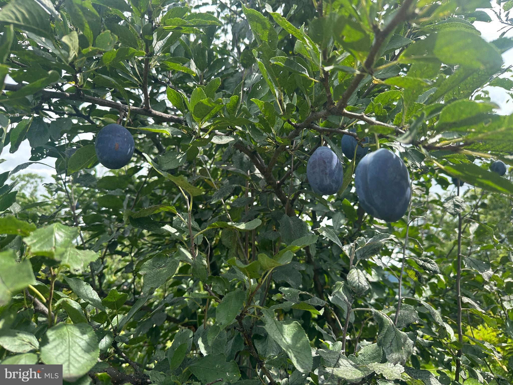 ASHTON WOODS - Residential