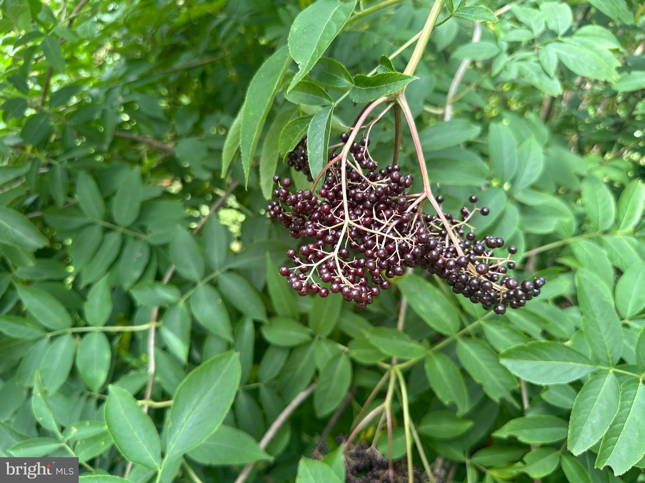 ASHTON WOODS - Residential