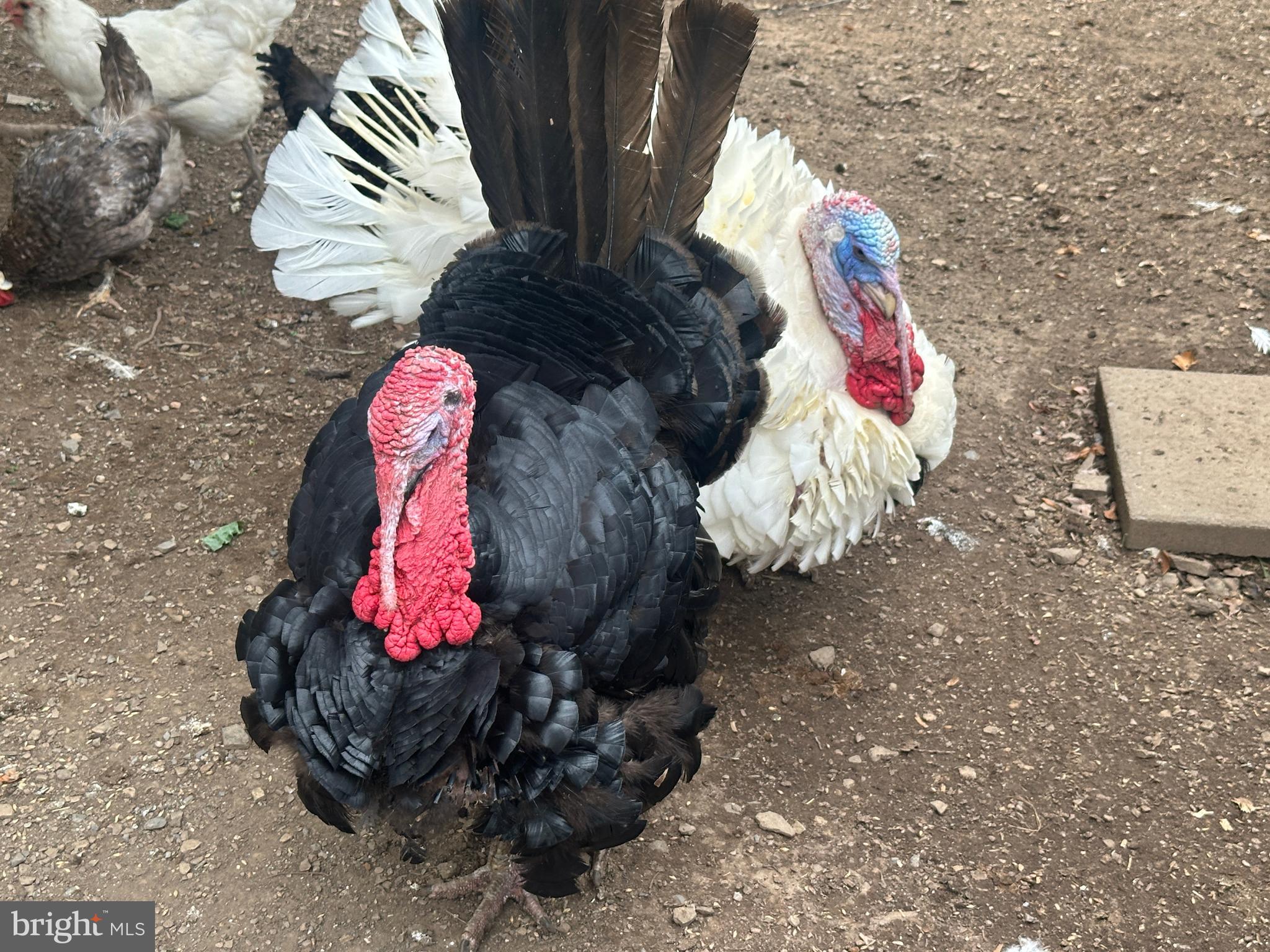 ASHTON WOODS - Residential