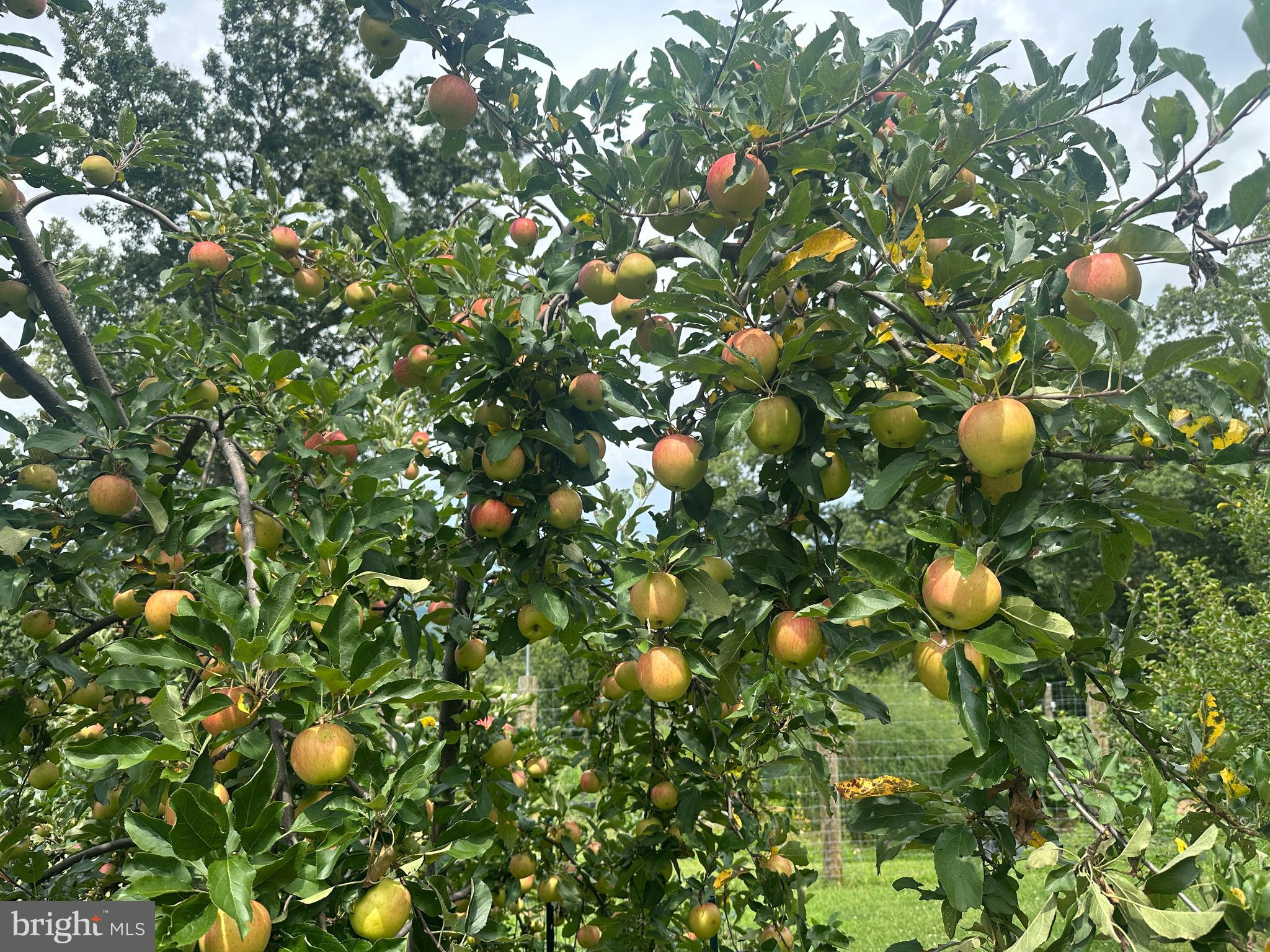 ASHTON WOODS - Residential