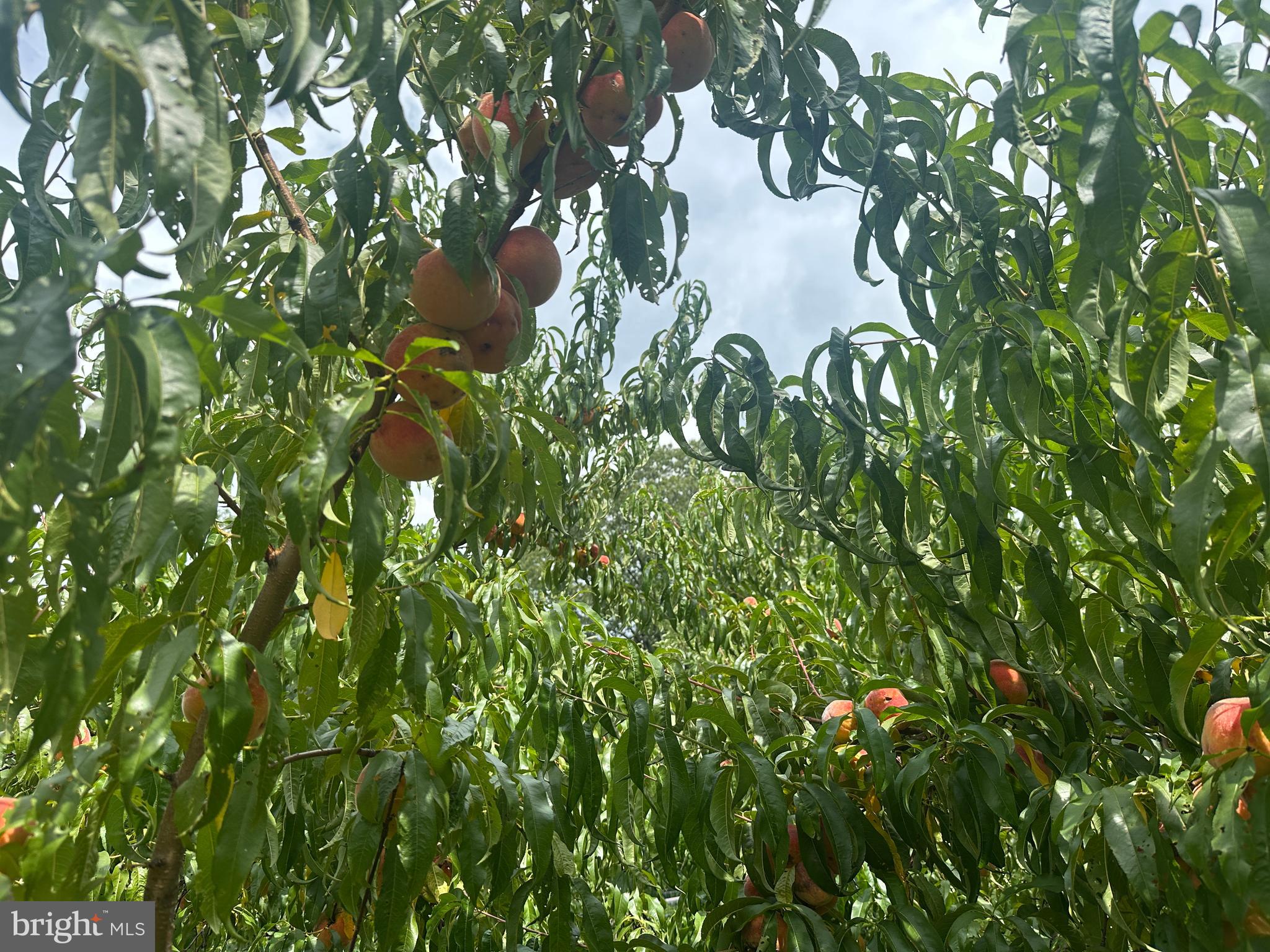 ASHTON WOODS - Residential