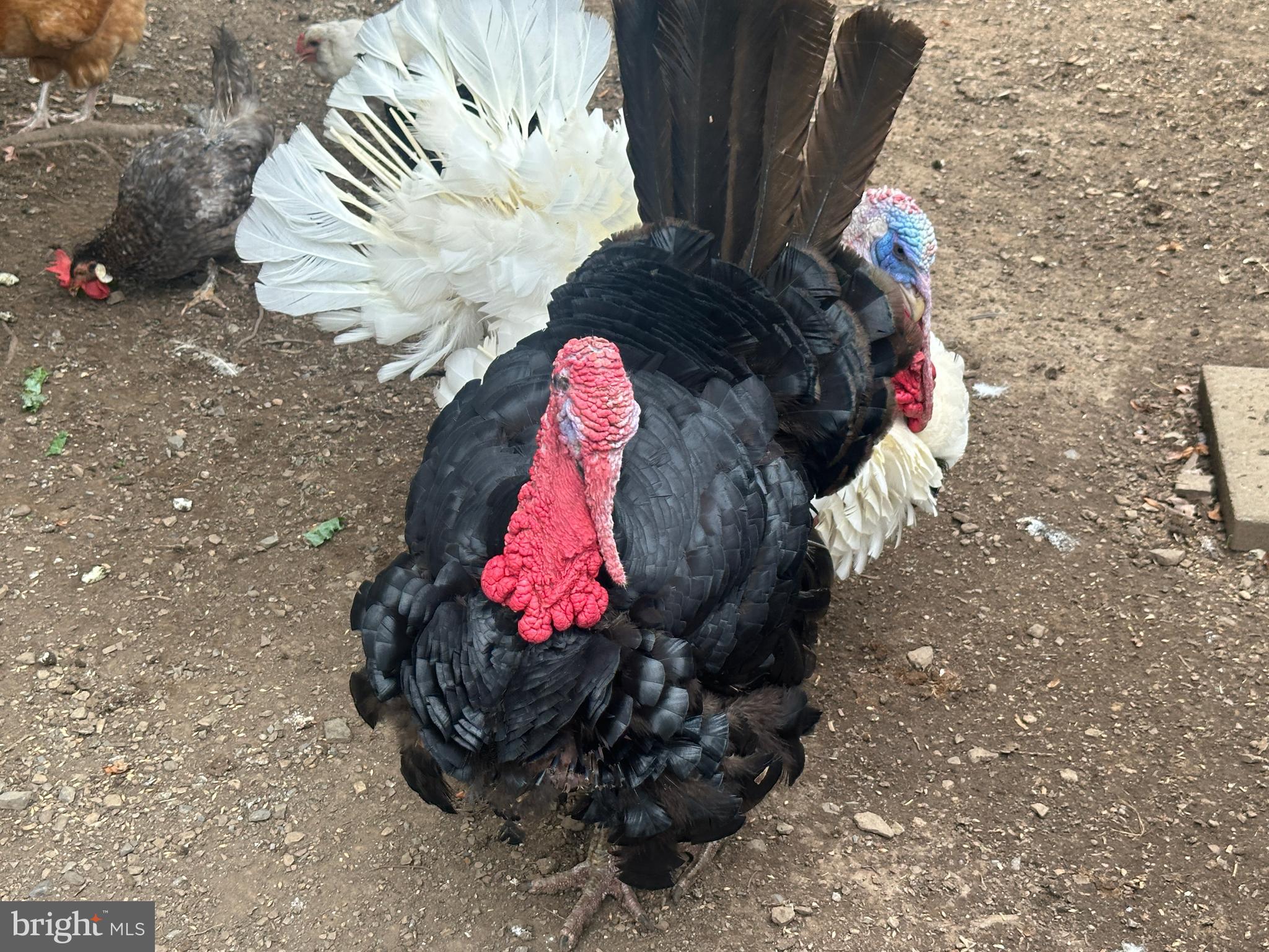 ASHTON WOODS - Residential