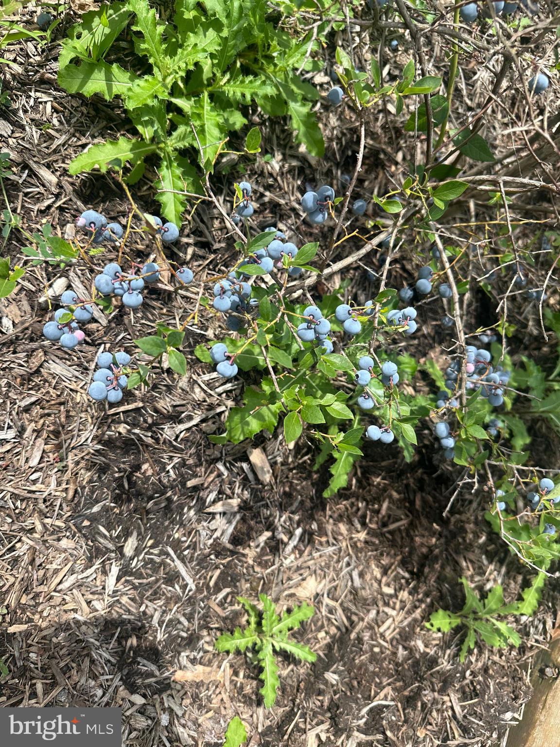 ASHTON WOODS - Residential