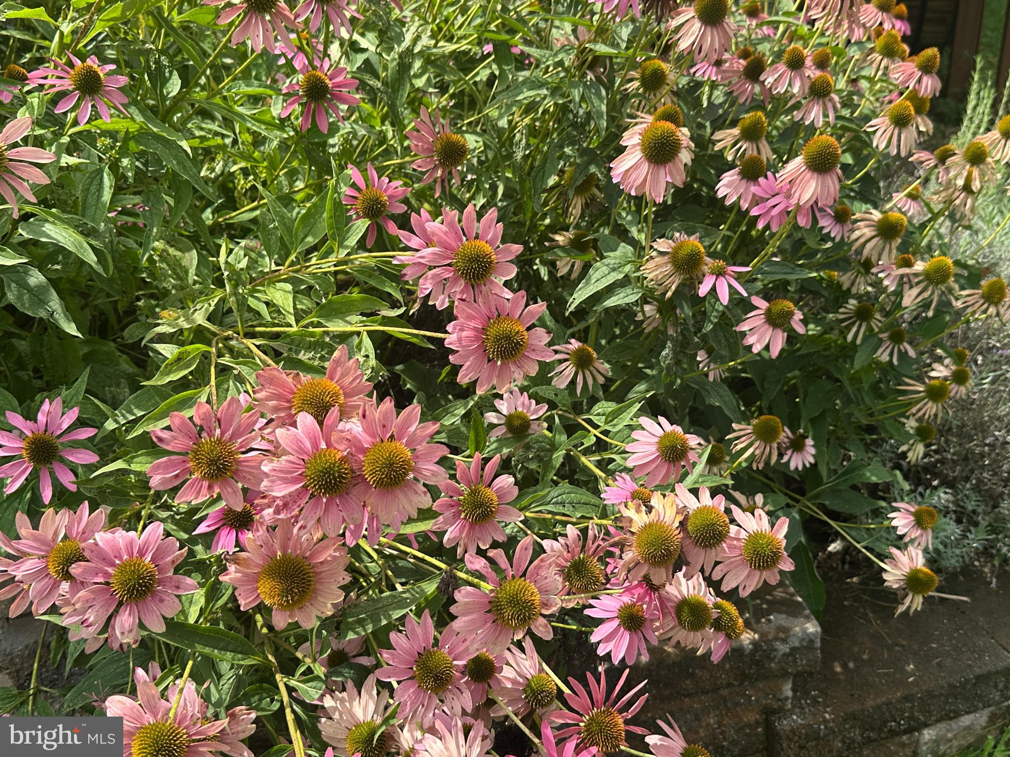 ASHTON WOODS - Residential