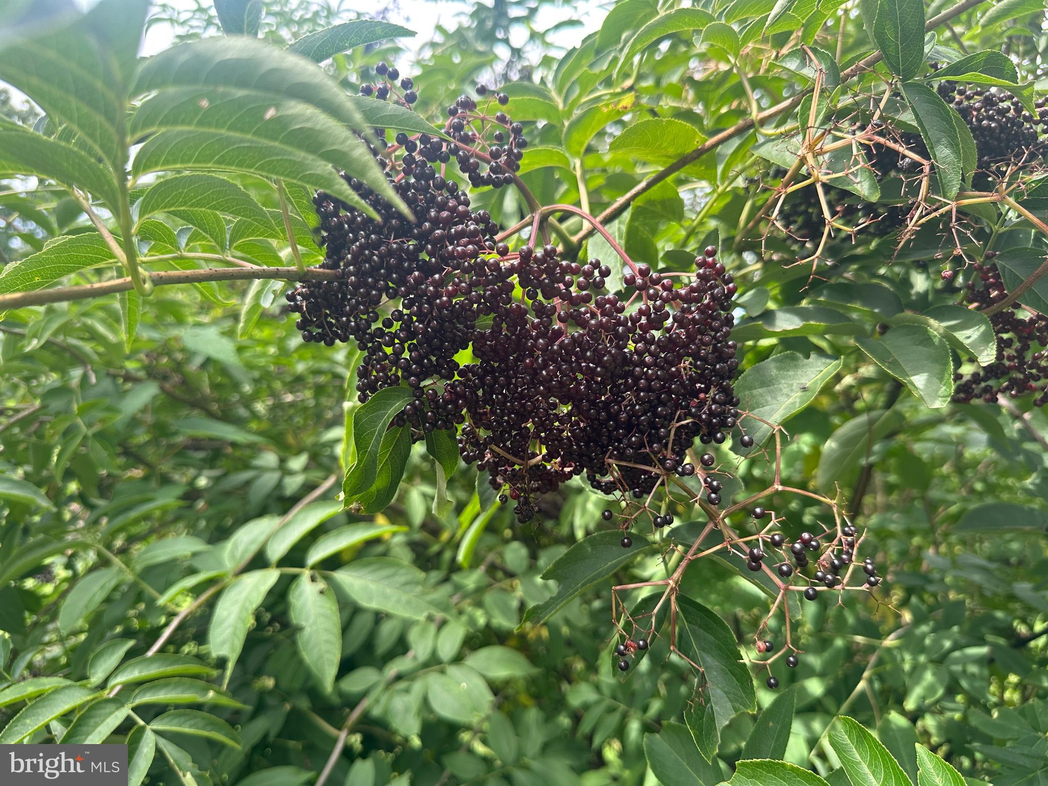 ASHTON WOODS - Residential