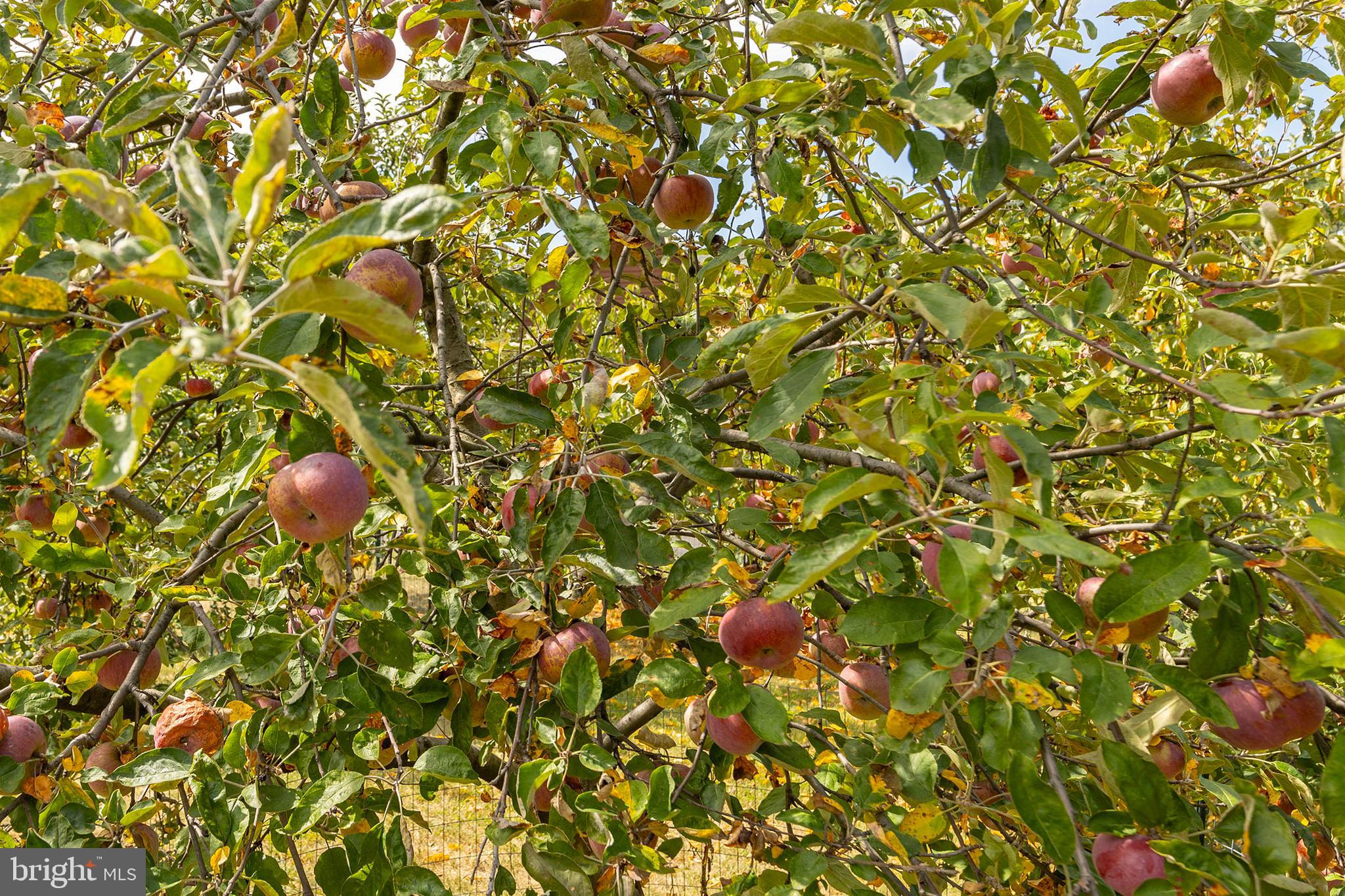 ASHTON WOODS - Residential