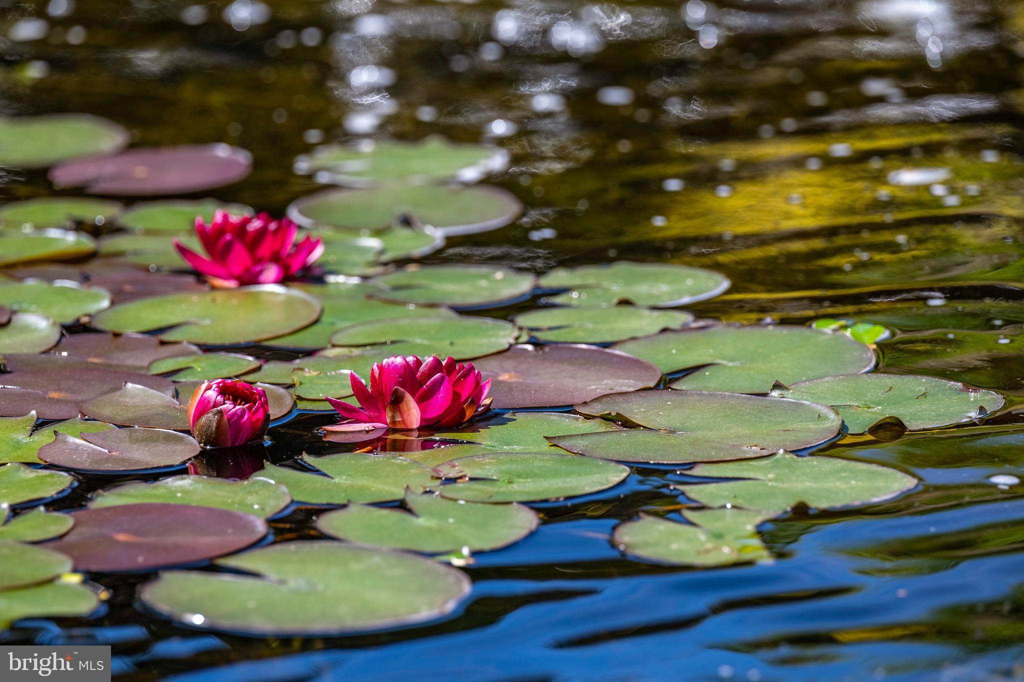 LIGHTHOUSE SOUND - Residential