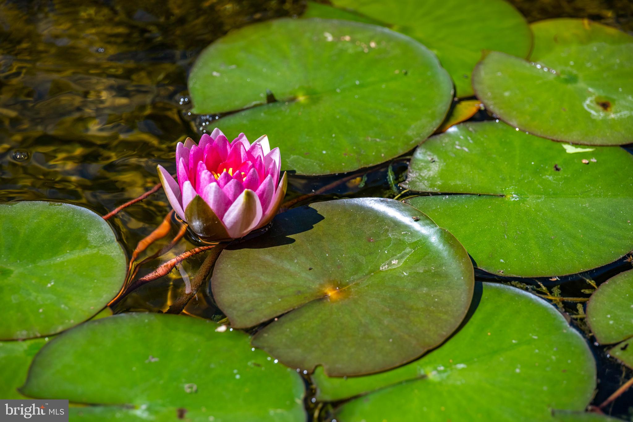 LIGHTHOUSE SOUND - Residential