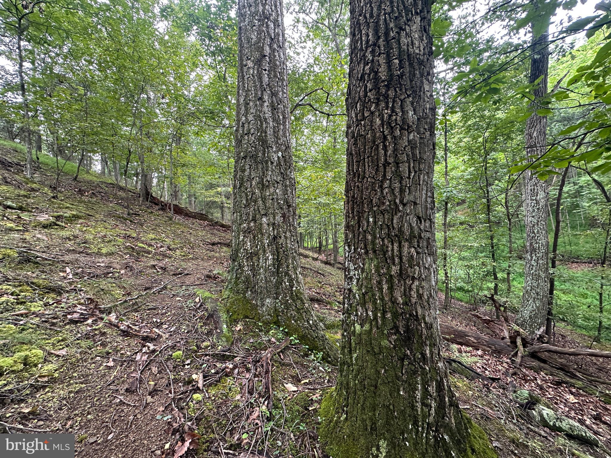 HAMILTON ESTATES - Land