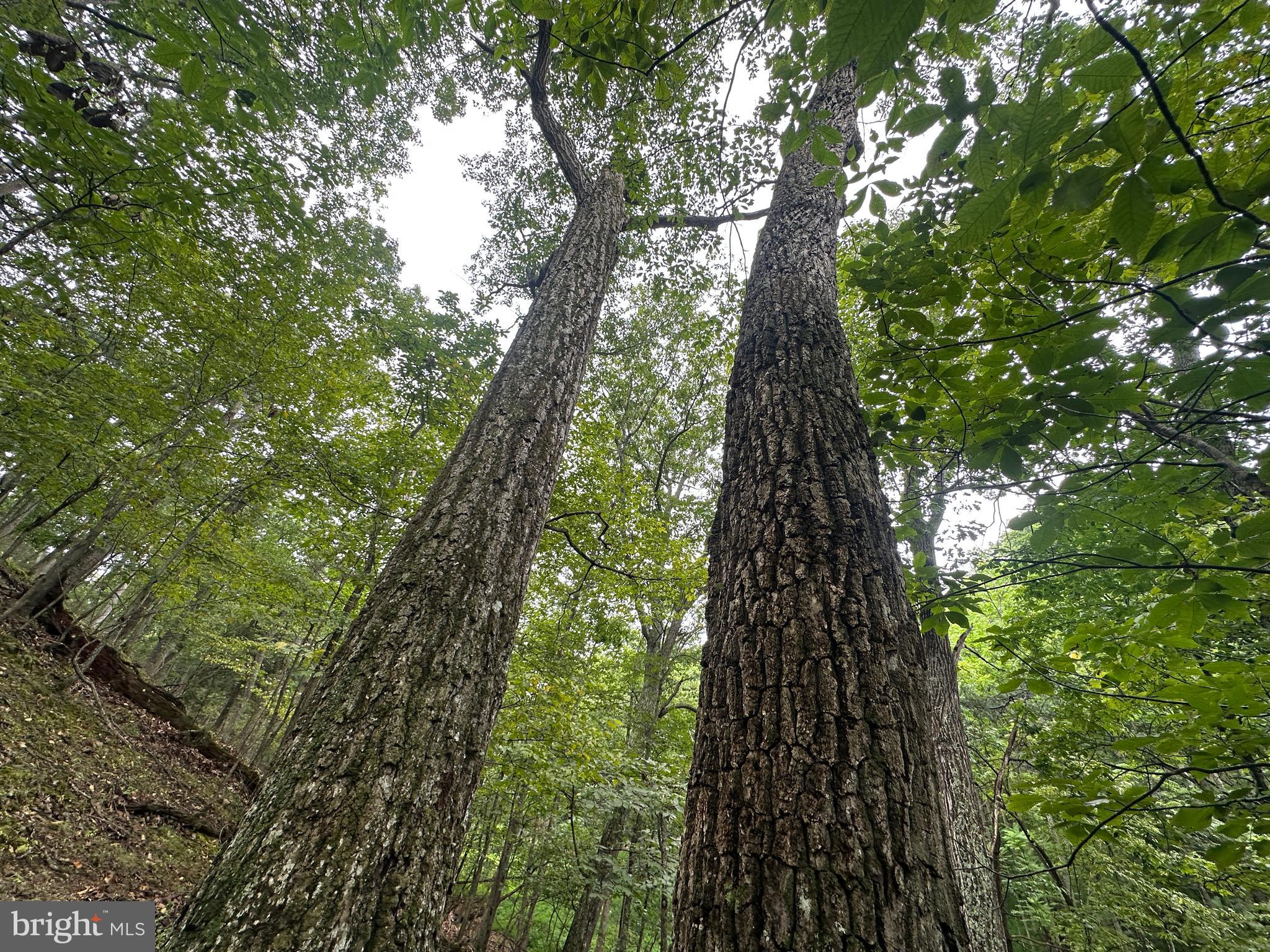 HAMILTON ESTATES - Land