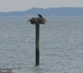 COBB ISLAND - Residential