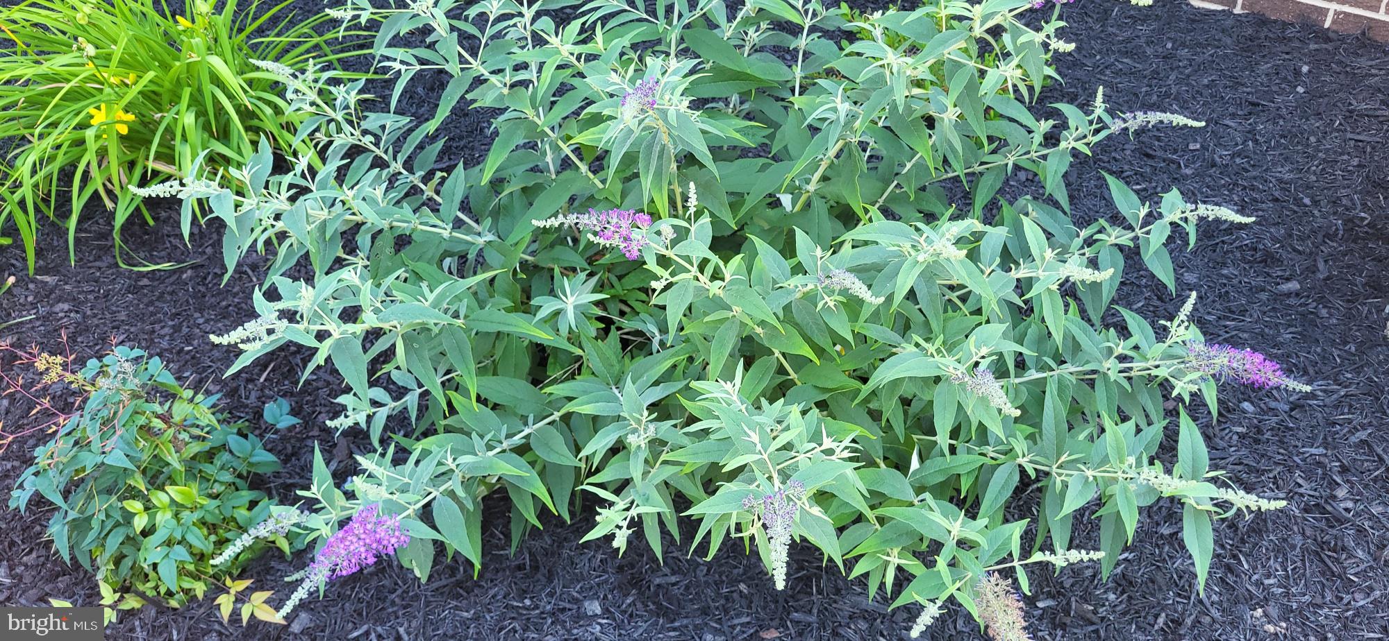 CLOVERFIELDS - Residential