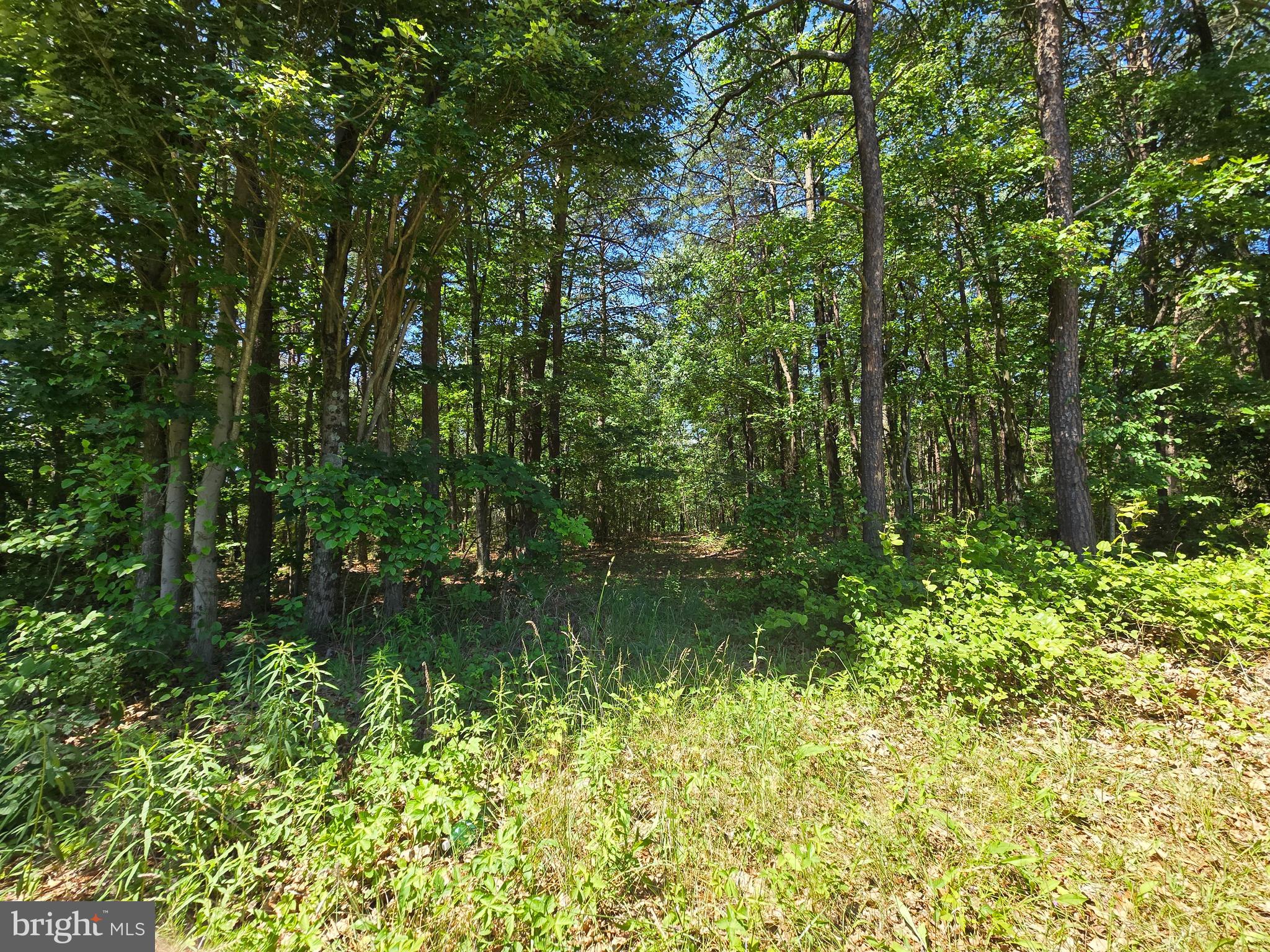 186 BIG OAK DRIVE