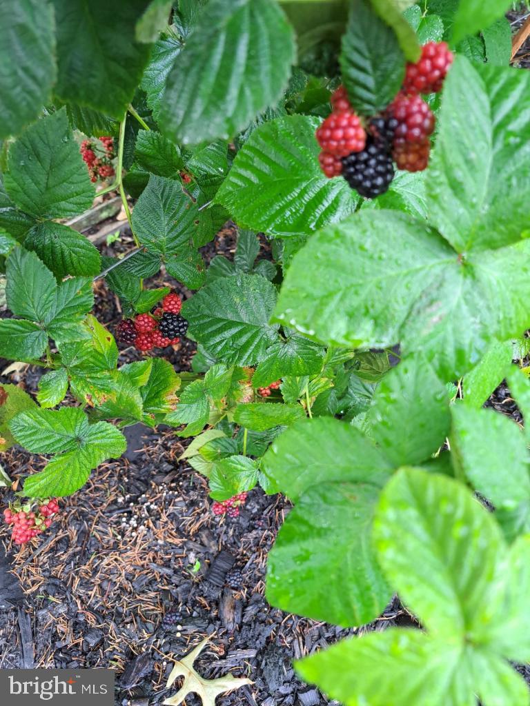 RAINTREE - Residential