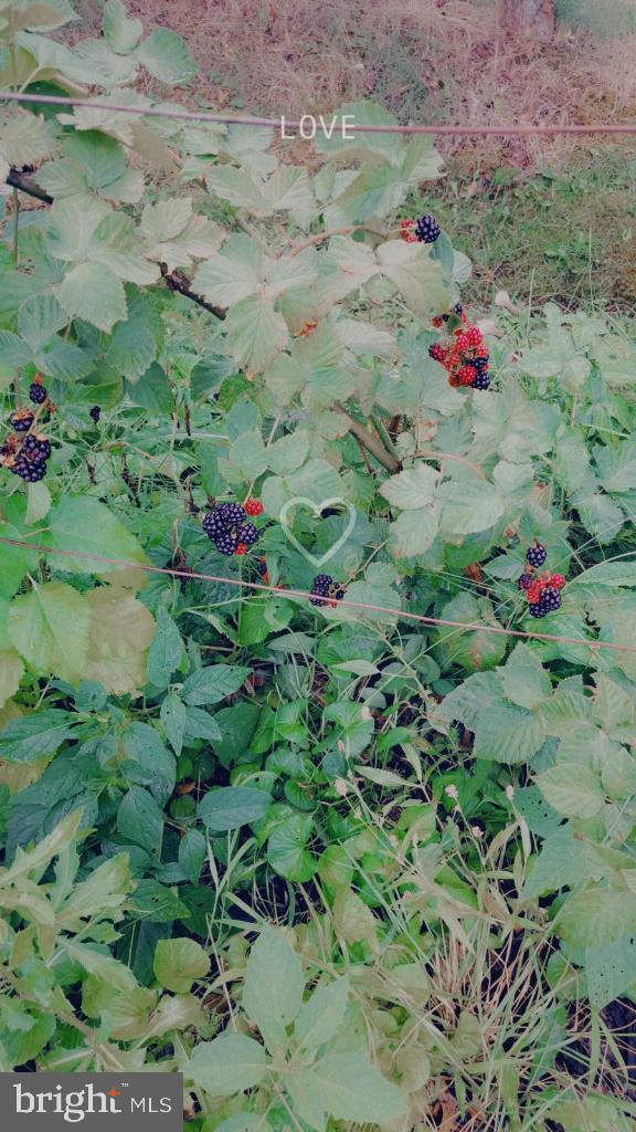 RAINTREE - Residential