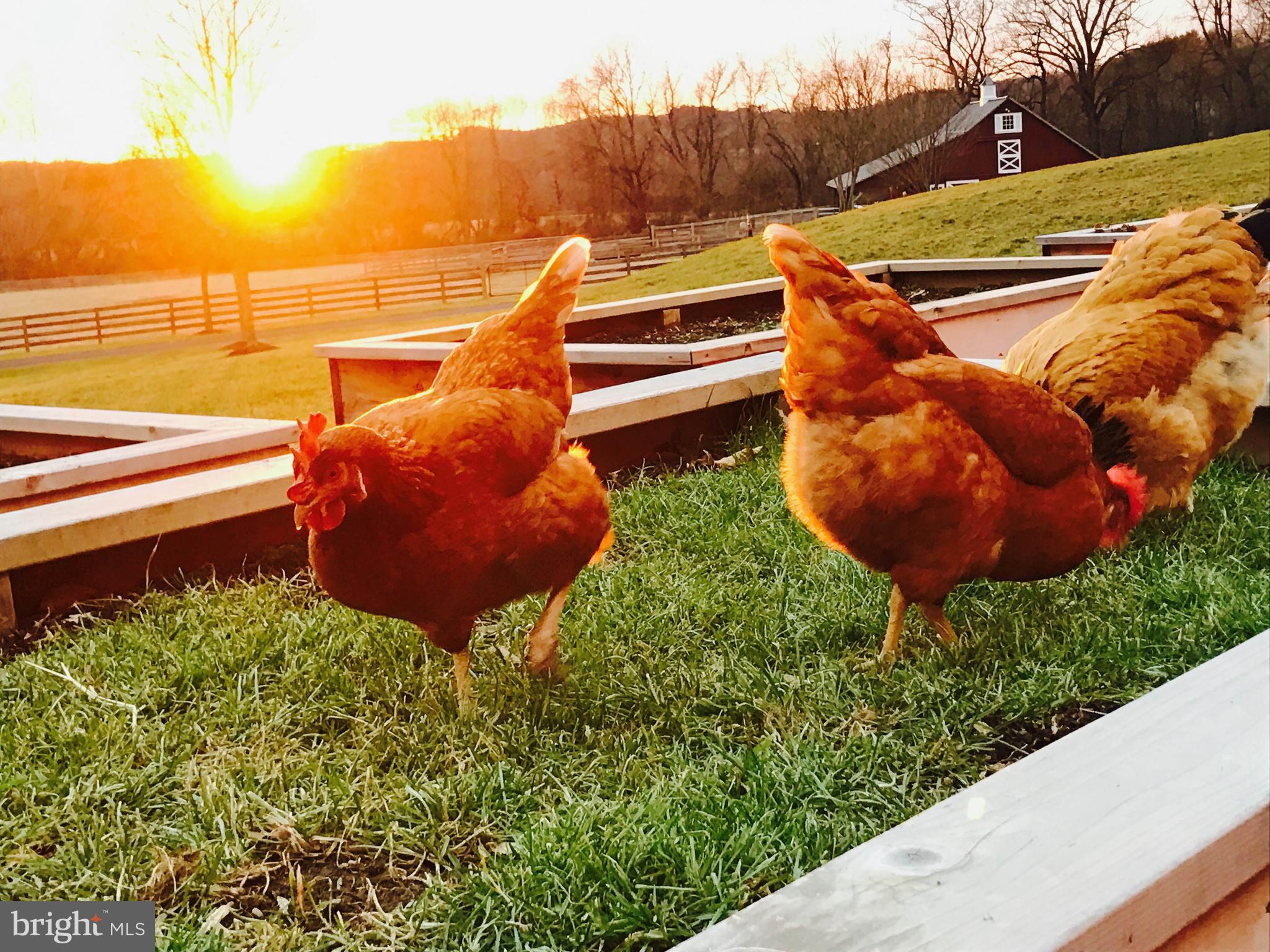 NONE AVAILABLE - Farm