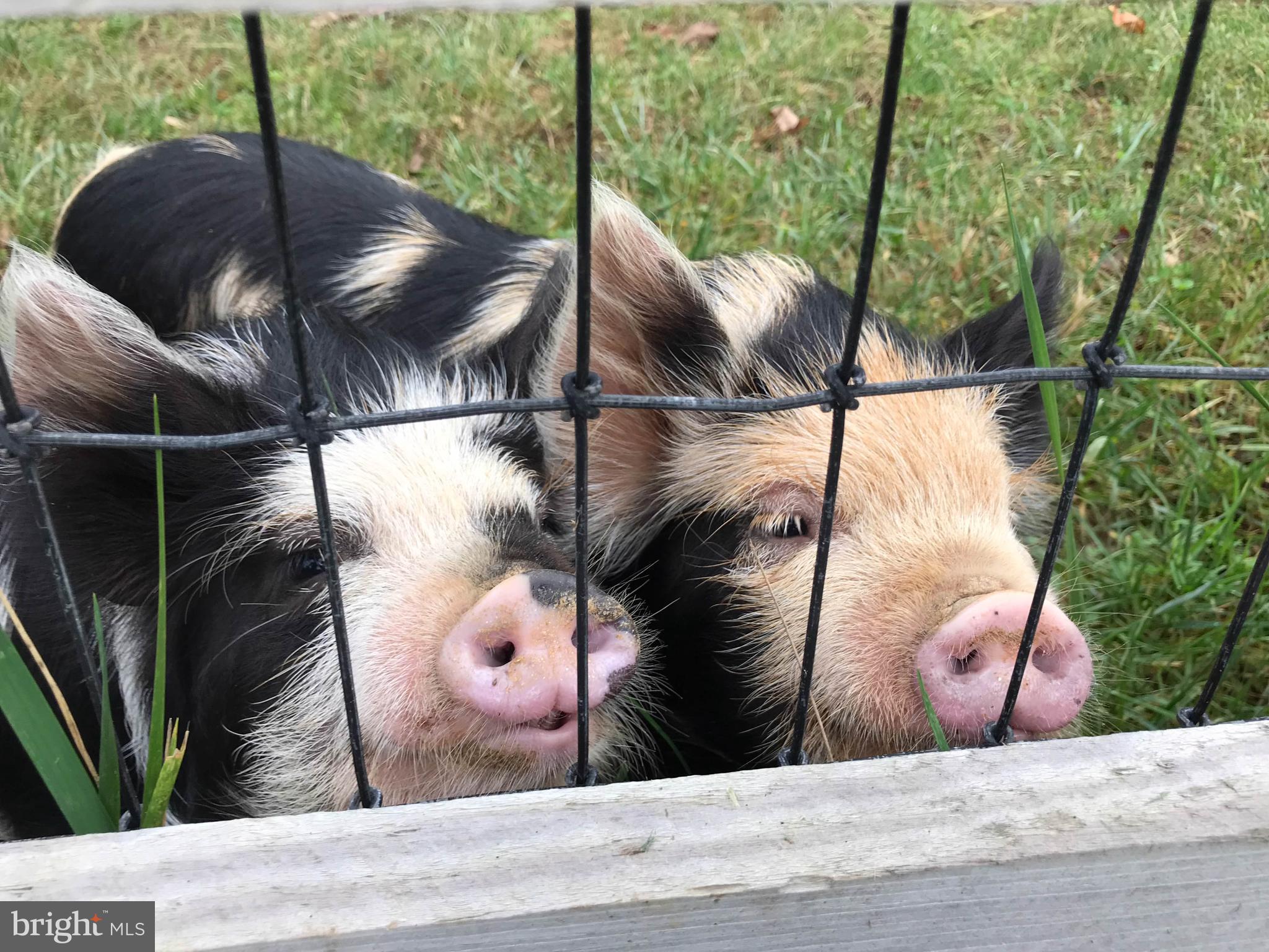 NONE AVAILABLE - Farm