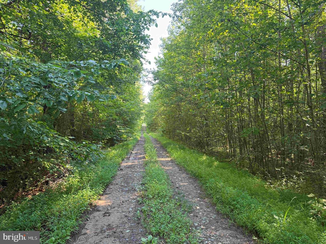BANNISTER TOWN ROAD (TRACT DTOF LOUISA)