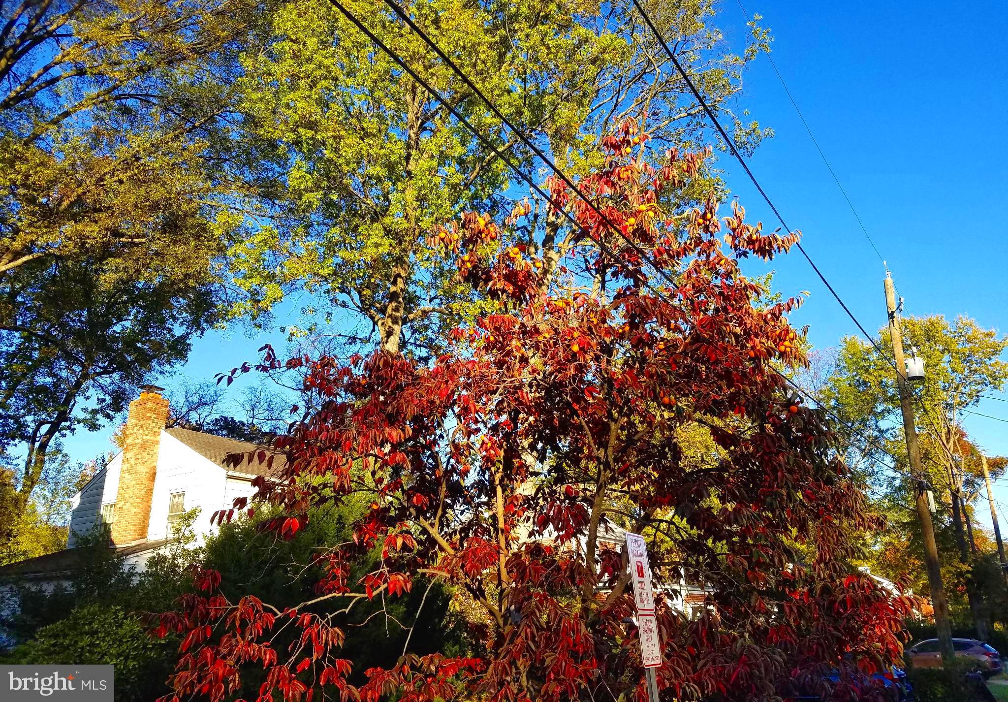 COLLEGE PARK - Residential