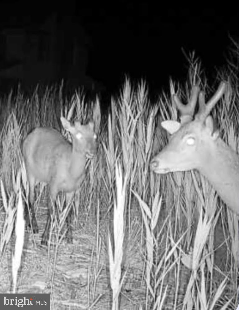 TODDVILLE - Residential