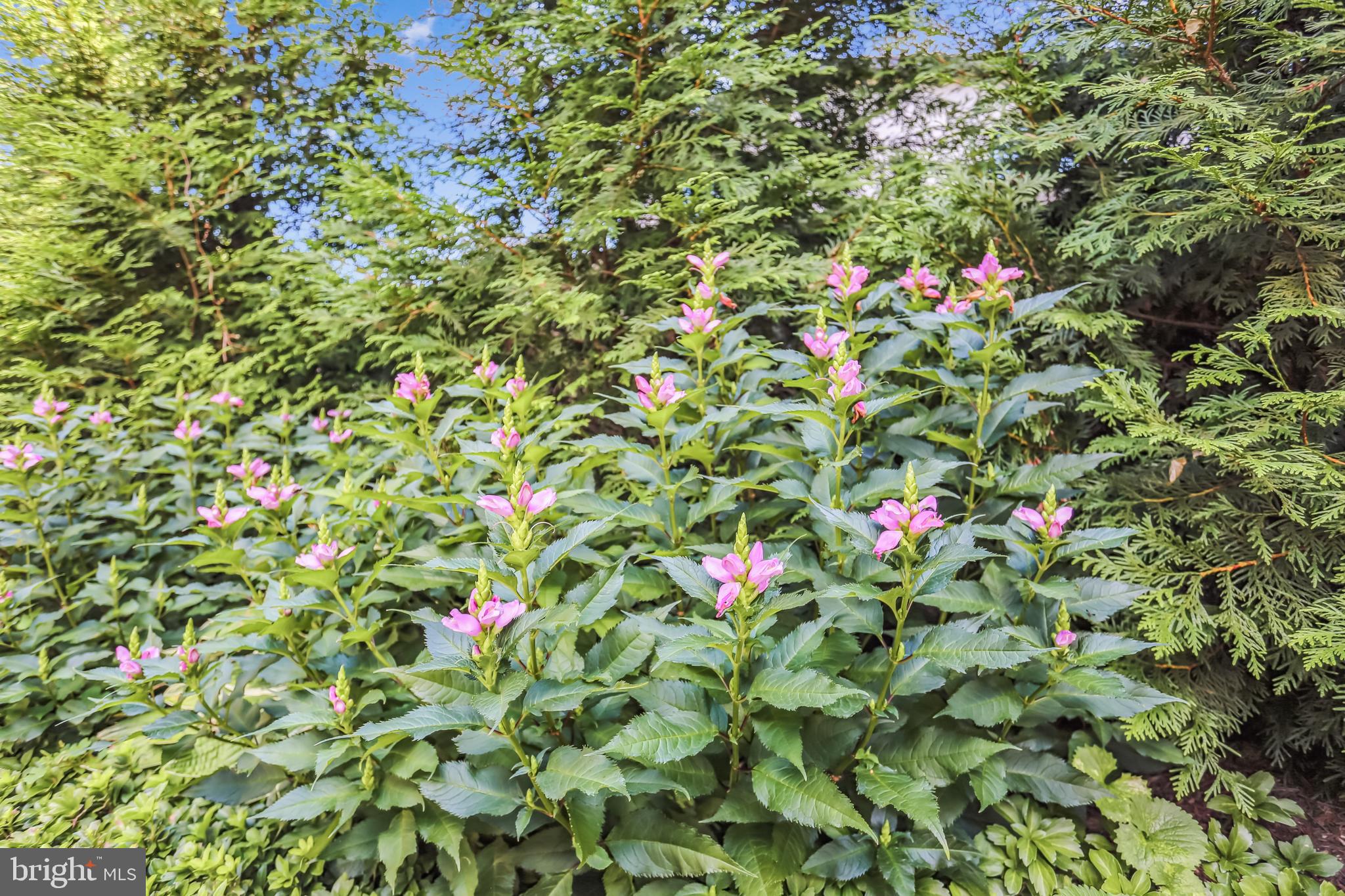 MAPLEWOOD - Residential