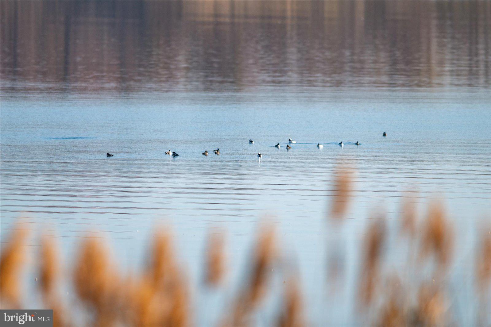 EASTERN NECK - Residential